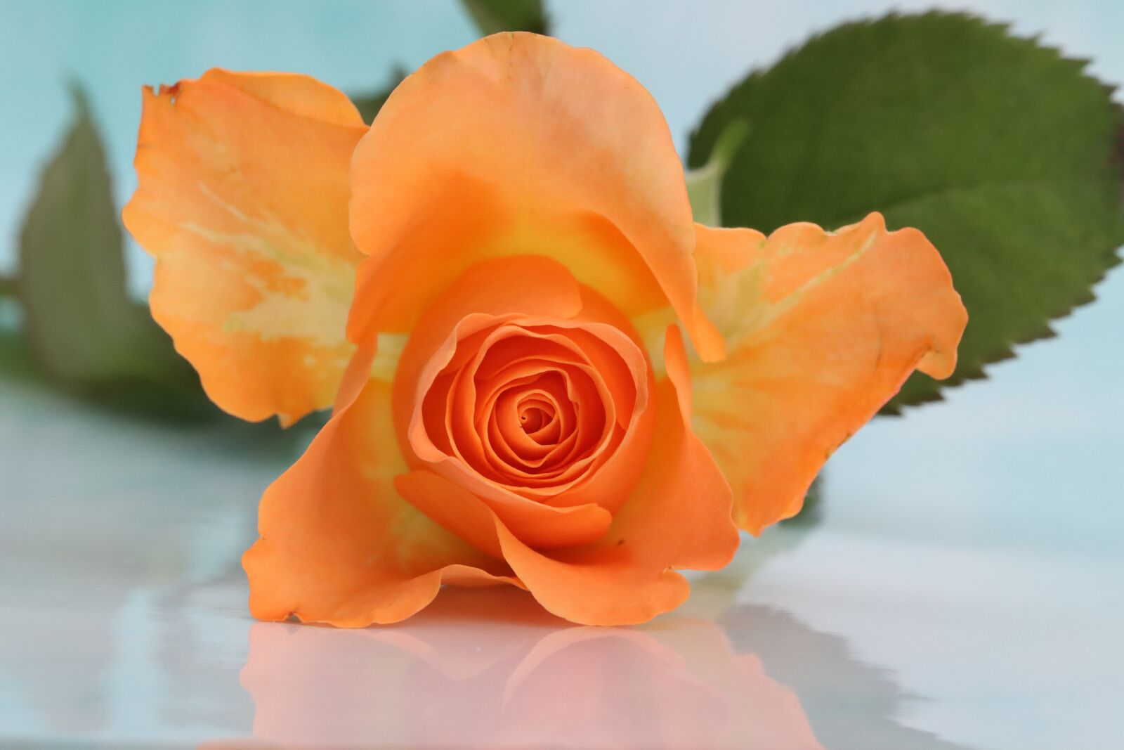 Canon EOS 90D sample photo. Pink, flower, orange photography