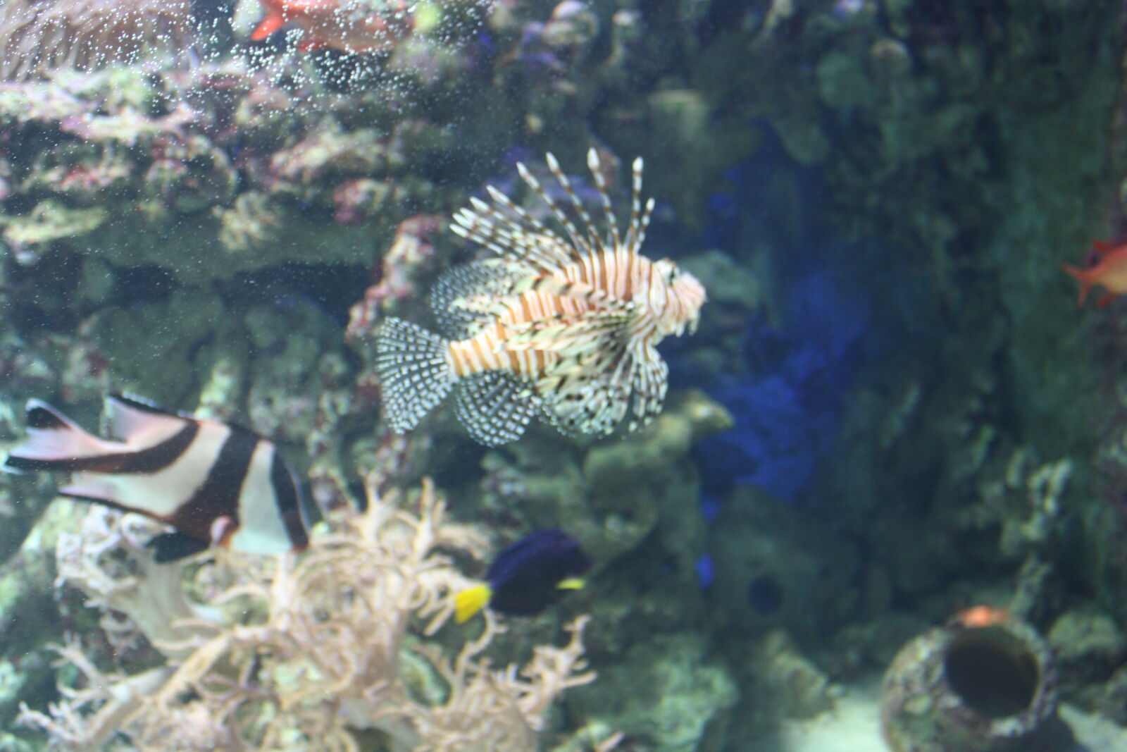 Canon EOS 1000D (EOS Digital Rebel XS / EOS Kiss F) sample photo. Aquatic, fish, zoo photography