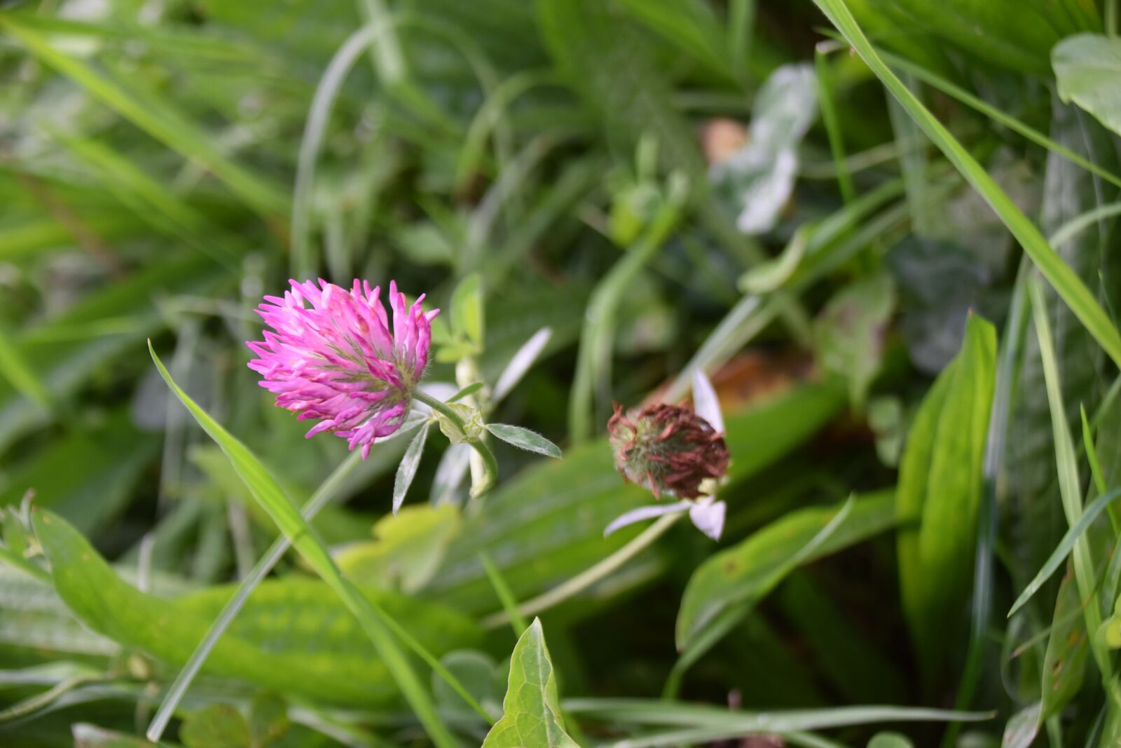 Nikon D5600 sample photo. Clover flower, clover, green photography