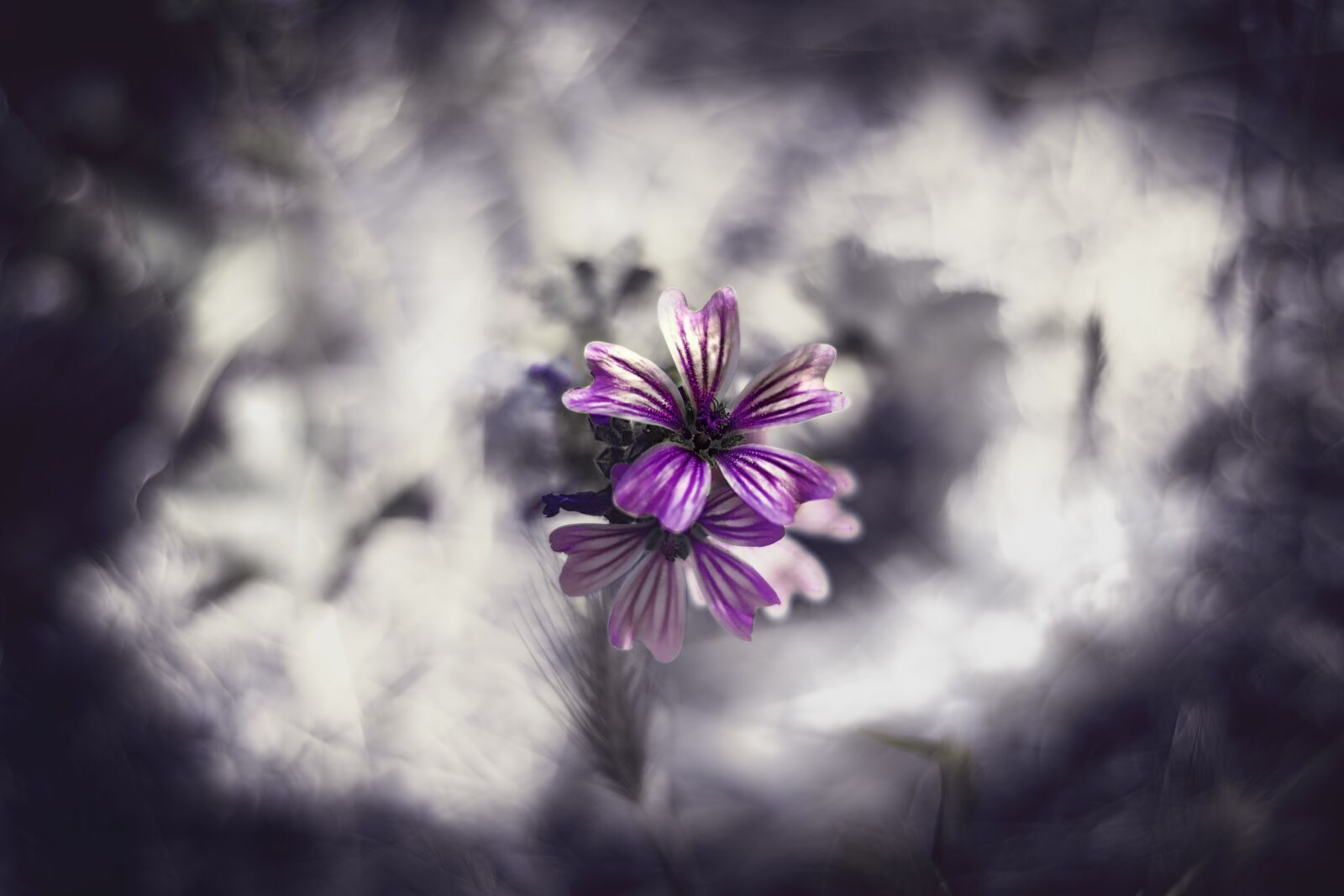 Nikon D7200 sample photo. Nature, flower, color photography