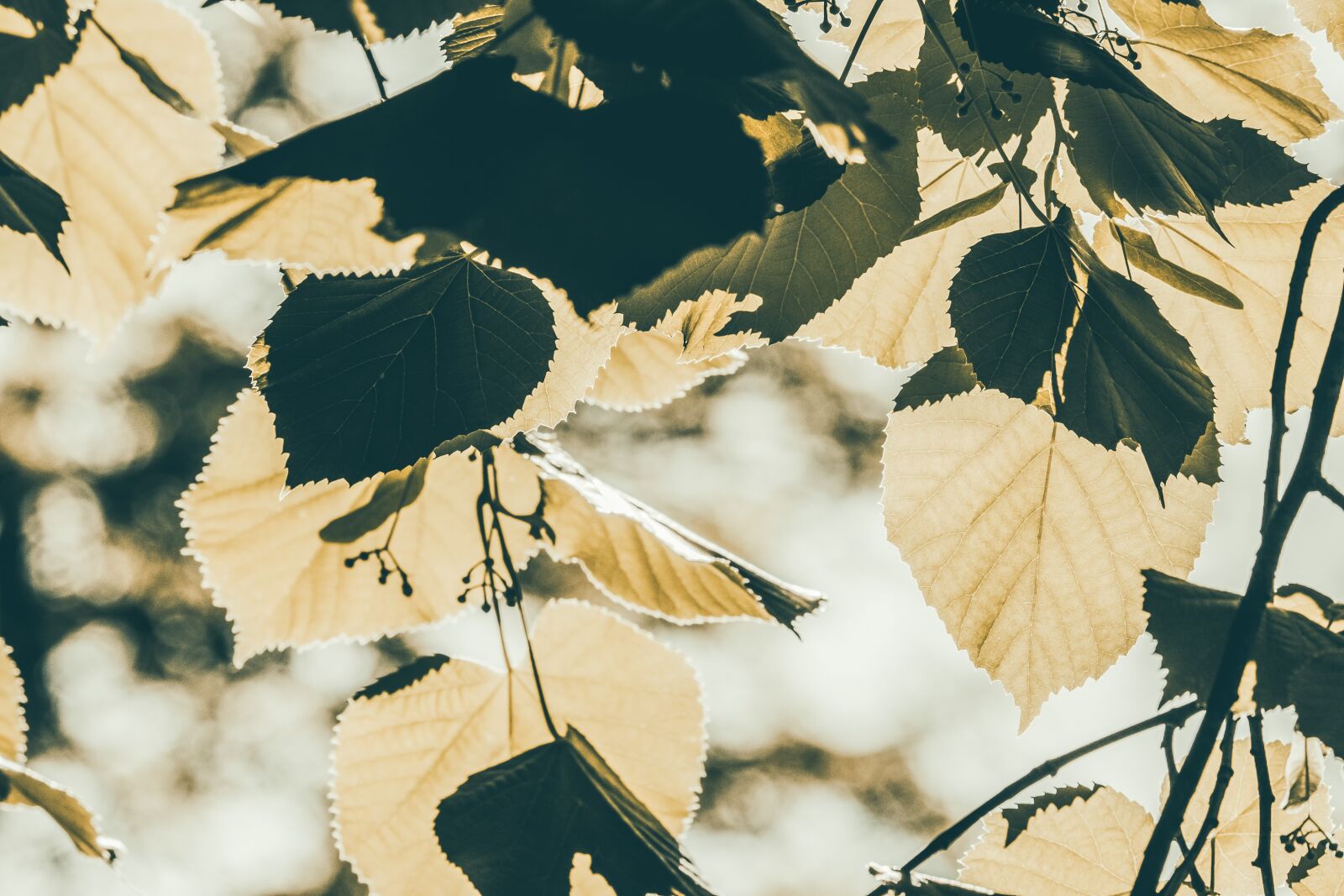 Fujifilm XF 55-200mm F3.5-4.8 R LM OIS sample photo. Leaves, summer, tree photography