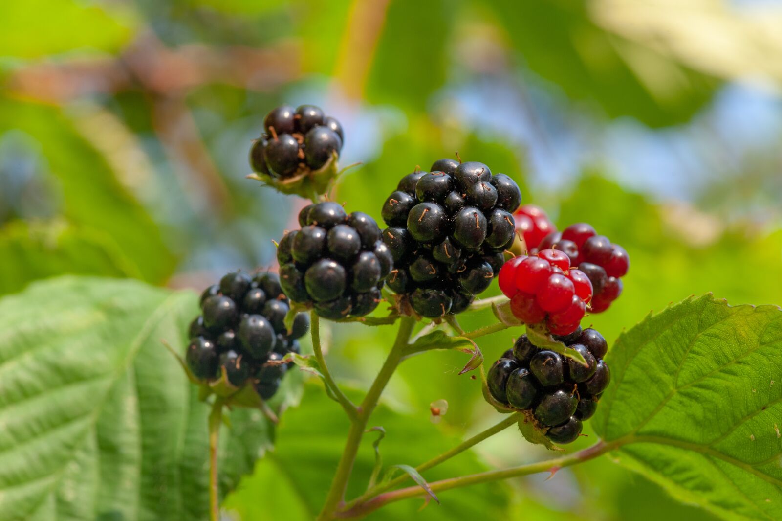 Nikon D700 sample photo. Blackberries, ripe, black photography