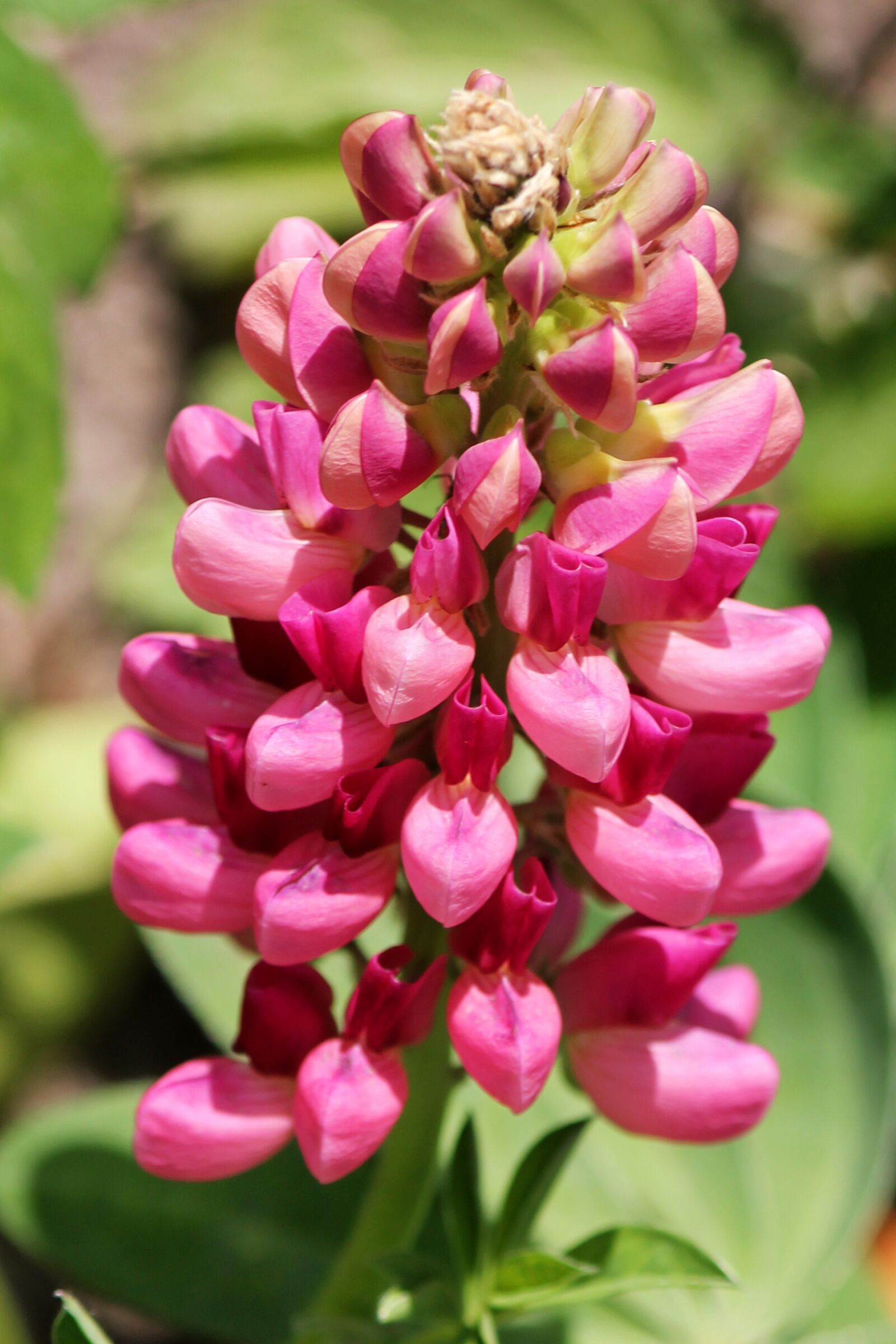 Canon EF-S 55-250mm F4-5.6 IS II sample photo. Loewenmaeulchen, flowers, pink photography