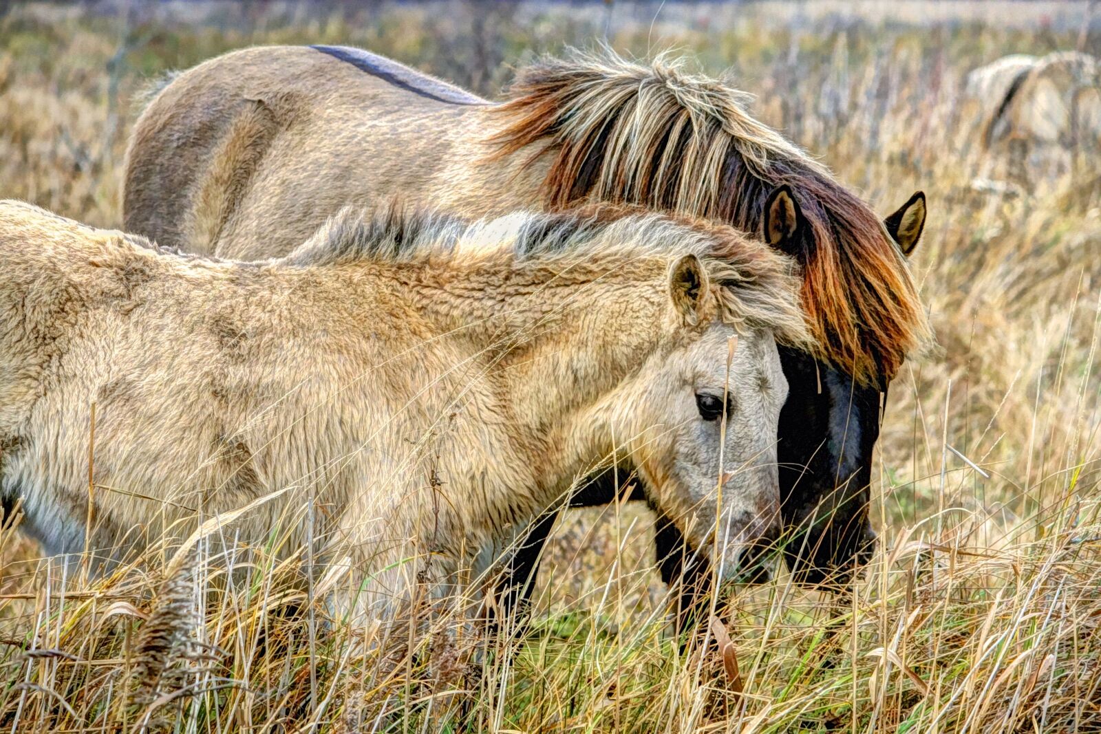 Canon EOS 350D (EOS Digital Rebel XT / EOS Kiss Digital N) sample photo. Horse, wild, pony photography