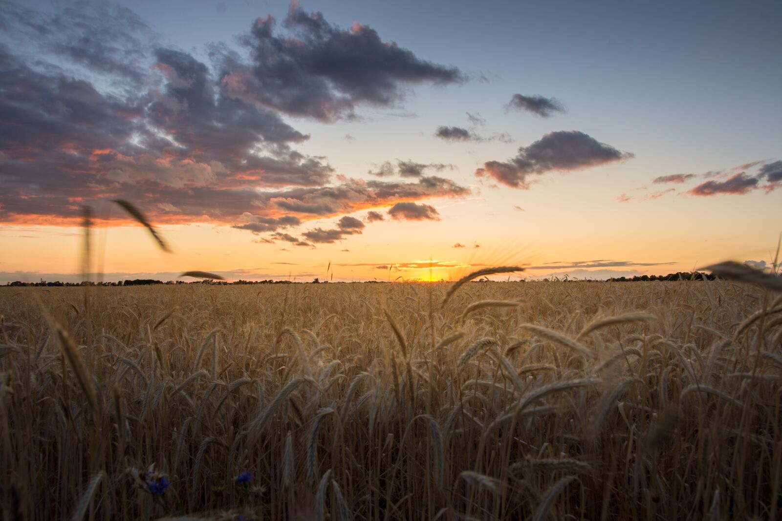 Nikon D7200 sample photo. Field, sunset, cereals photography
