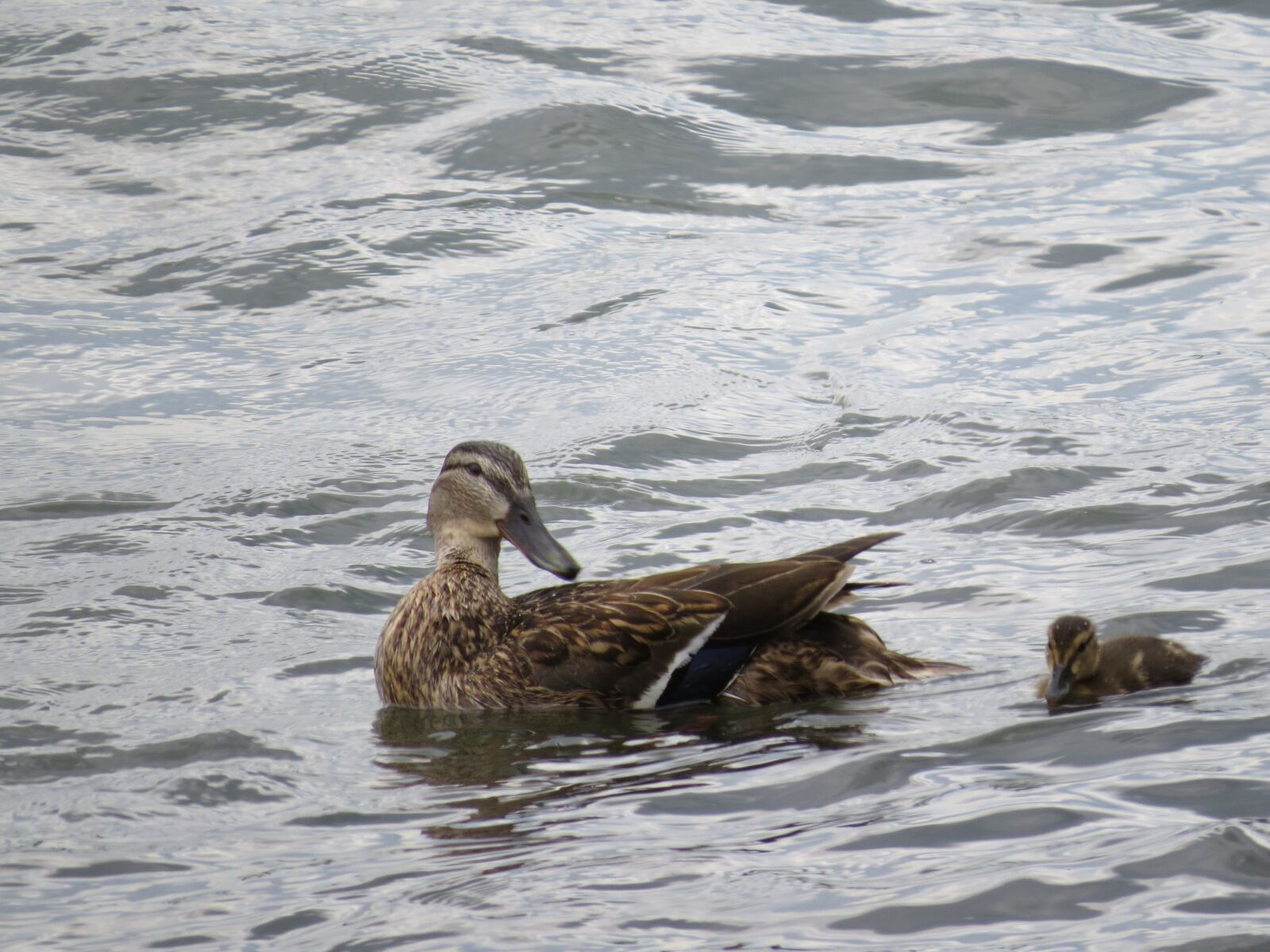 Canon PowerShot SX50 HS sample photo. Duck, duck mother, water photography