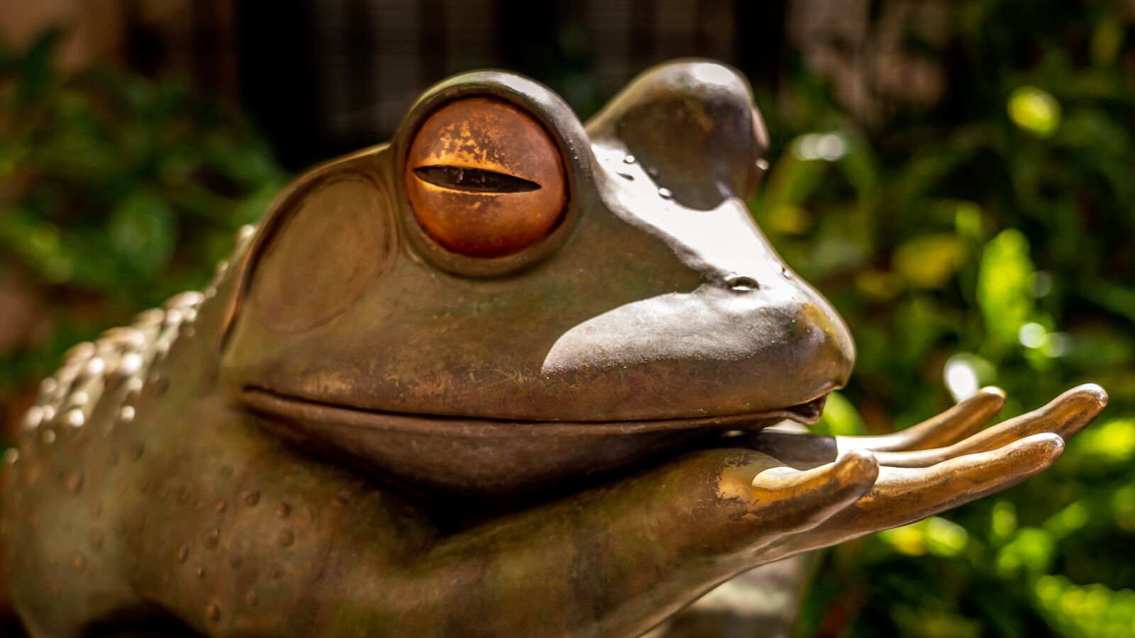 Sony FE 24-105mm F4 G OSS sample photo. Frog, kissing, cute photography