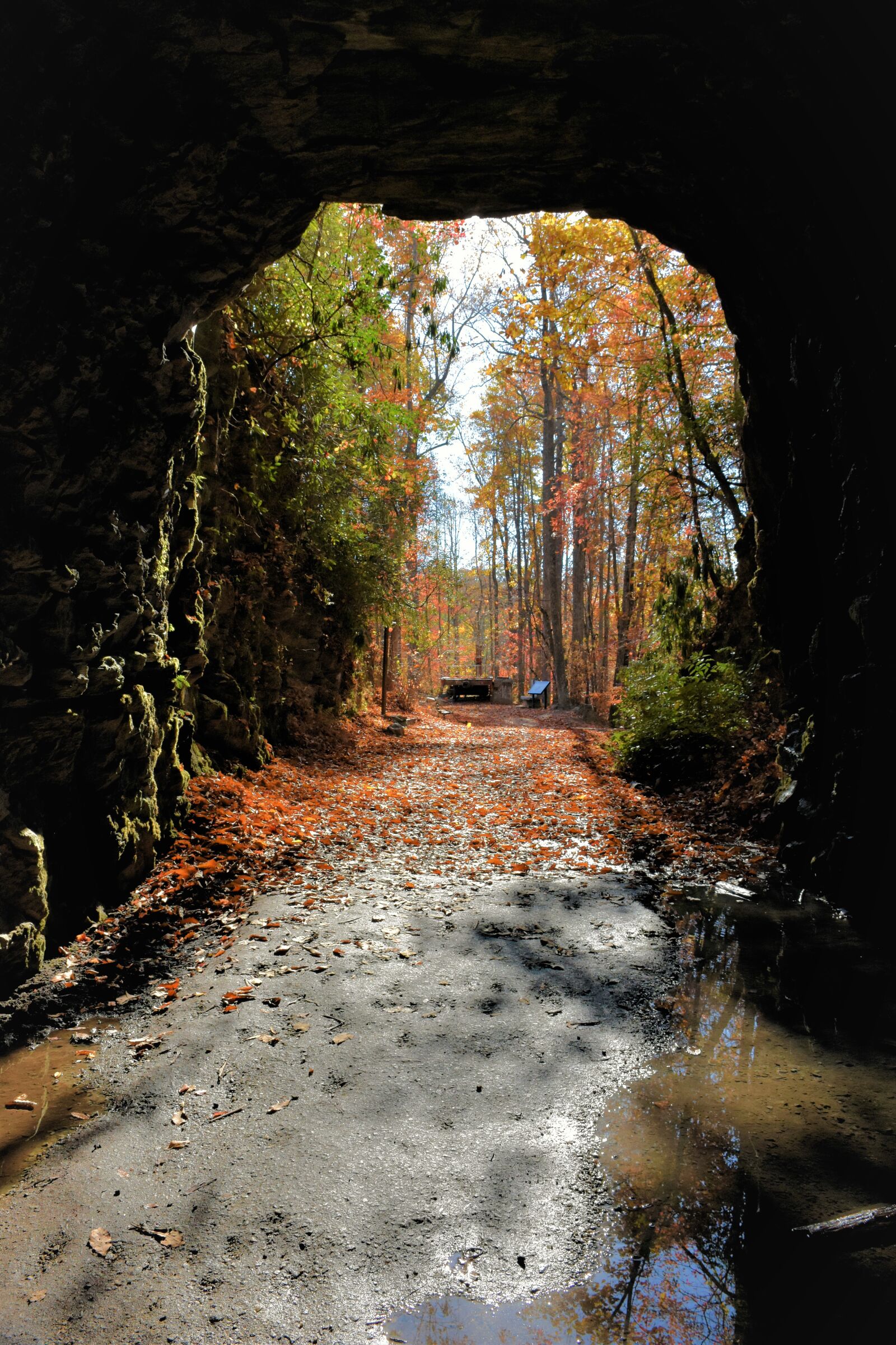 Nikon D7200 sample photo. Autumn, colours, tunnel, view photography