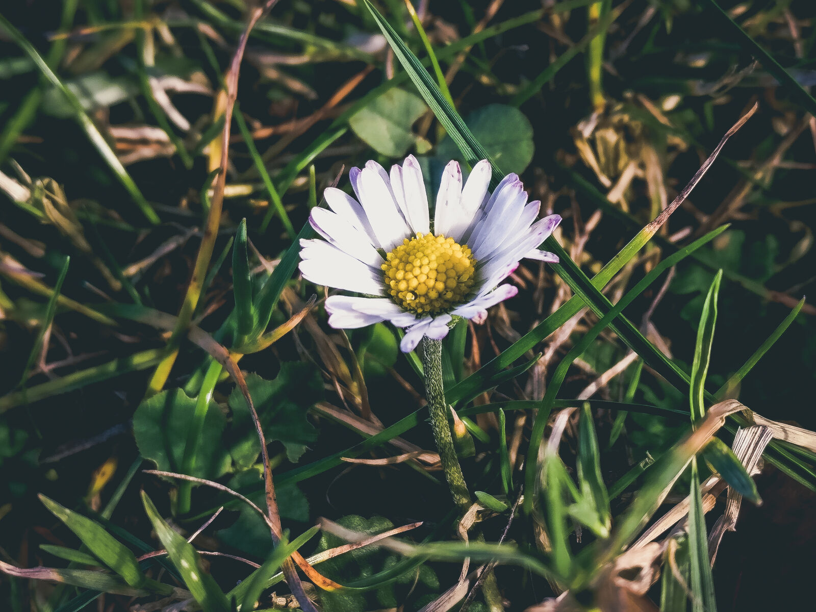 OnePlus A3003 sample photo. White, flower, plant, macro photography
