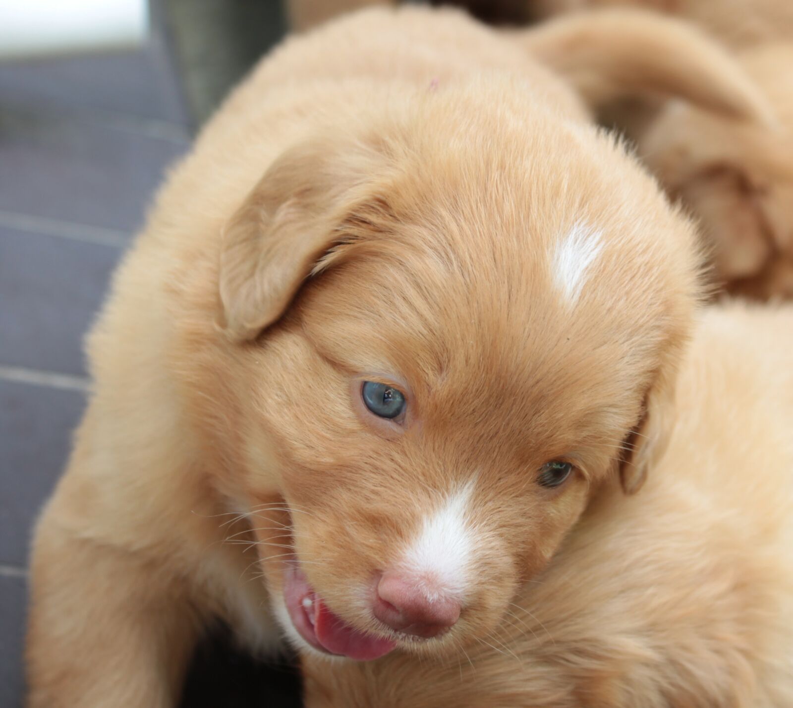 Canon EOS 600D (Rebel EOS T3i / EOS Kiss X5) sample photo. Puppy, nova scotia duck photography