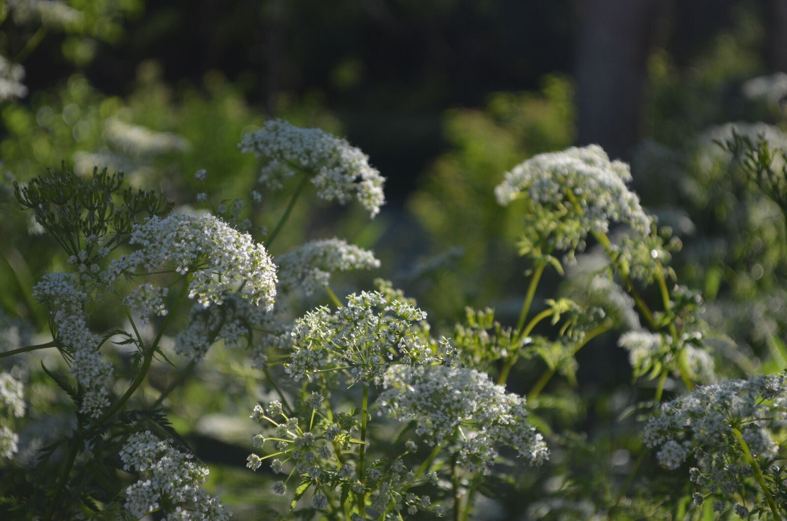 Nikon D5100 sample photo. Flowers, floral, nature photography