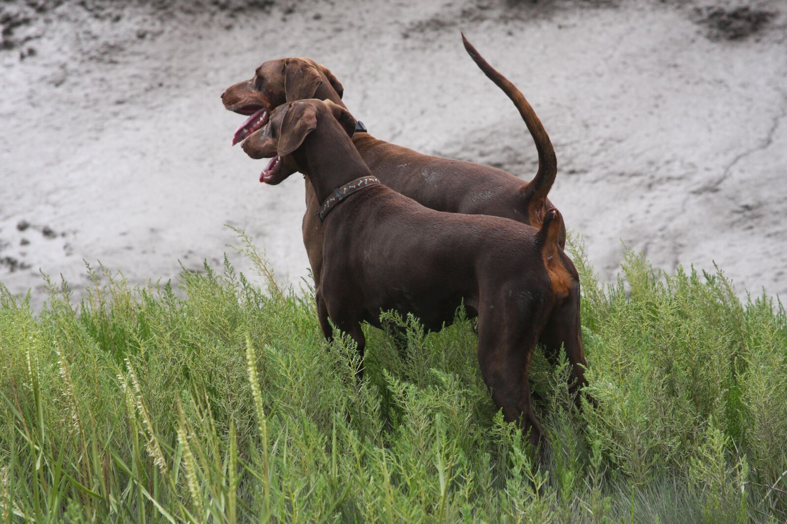 Canon EOS 40D sample photo. Dobermann, dog, pet photography