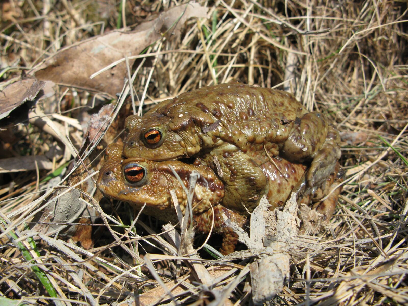 Canon POWERSHOT G9 sample photo. Toad, frog, brown photography