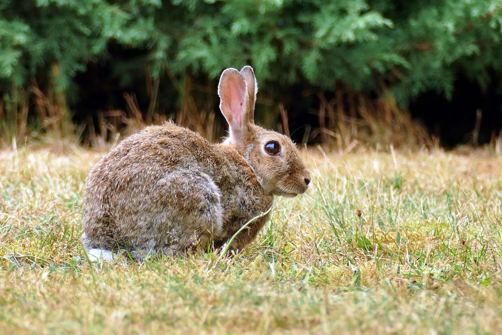 Panasonic Lumix DMC-FZ1000 sample photo. Wild rabbits, european rabbit photography