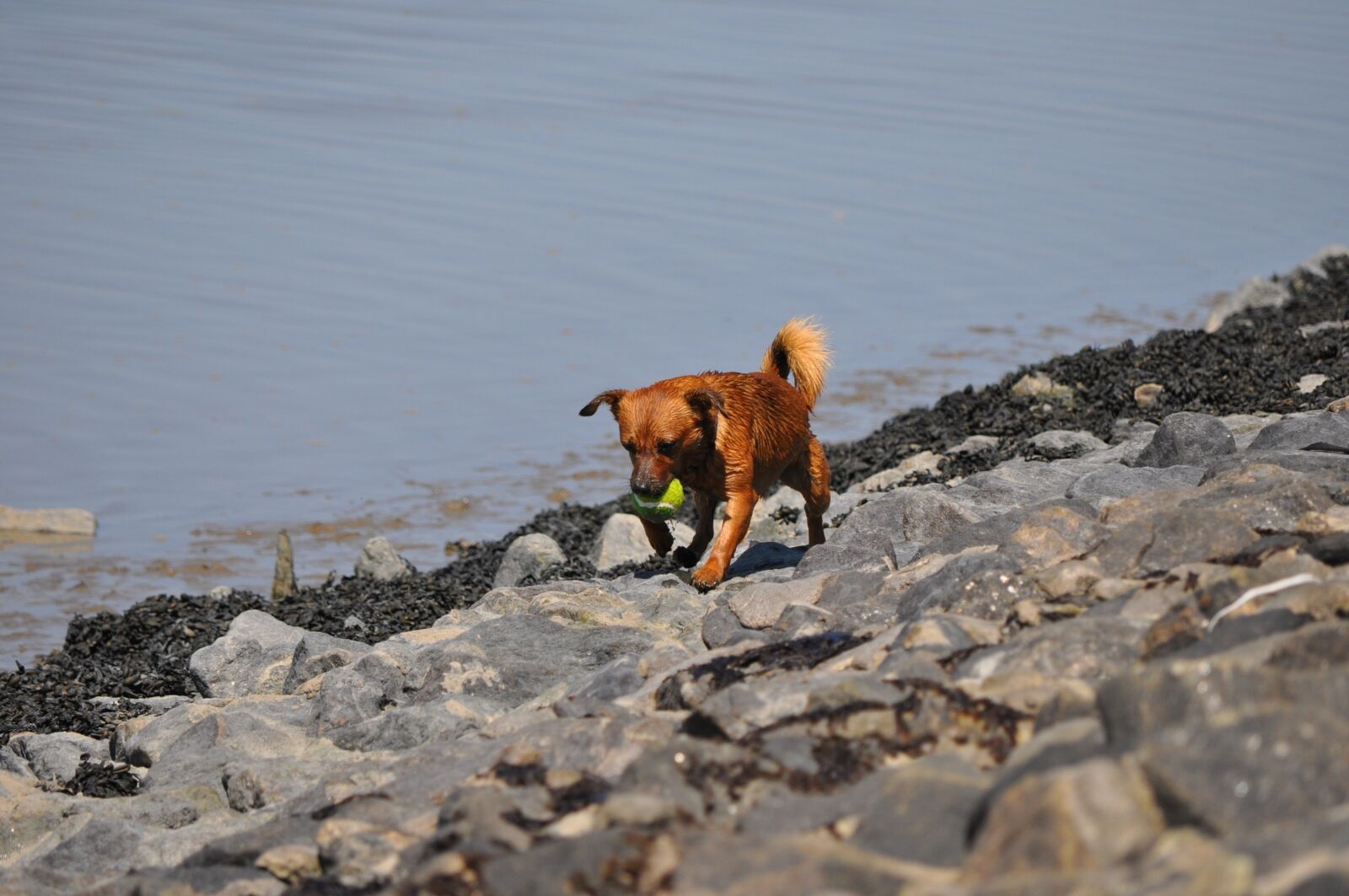 Nikon D5000 sample photo. Dog, water, sea photography