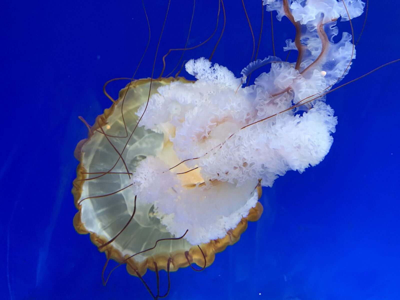 iPhone XR back camera 4.25mm f/1.8 sample photo. Jellyfish, invertebrates, marine animals photography