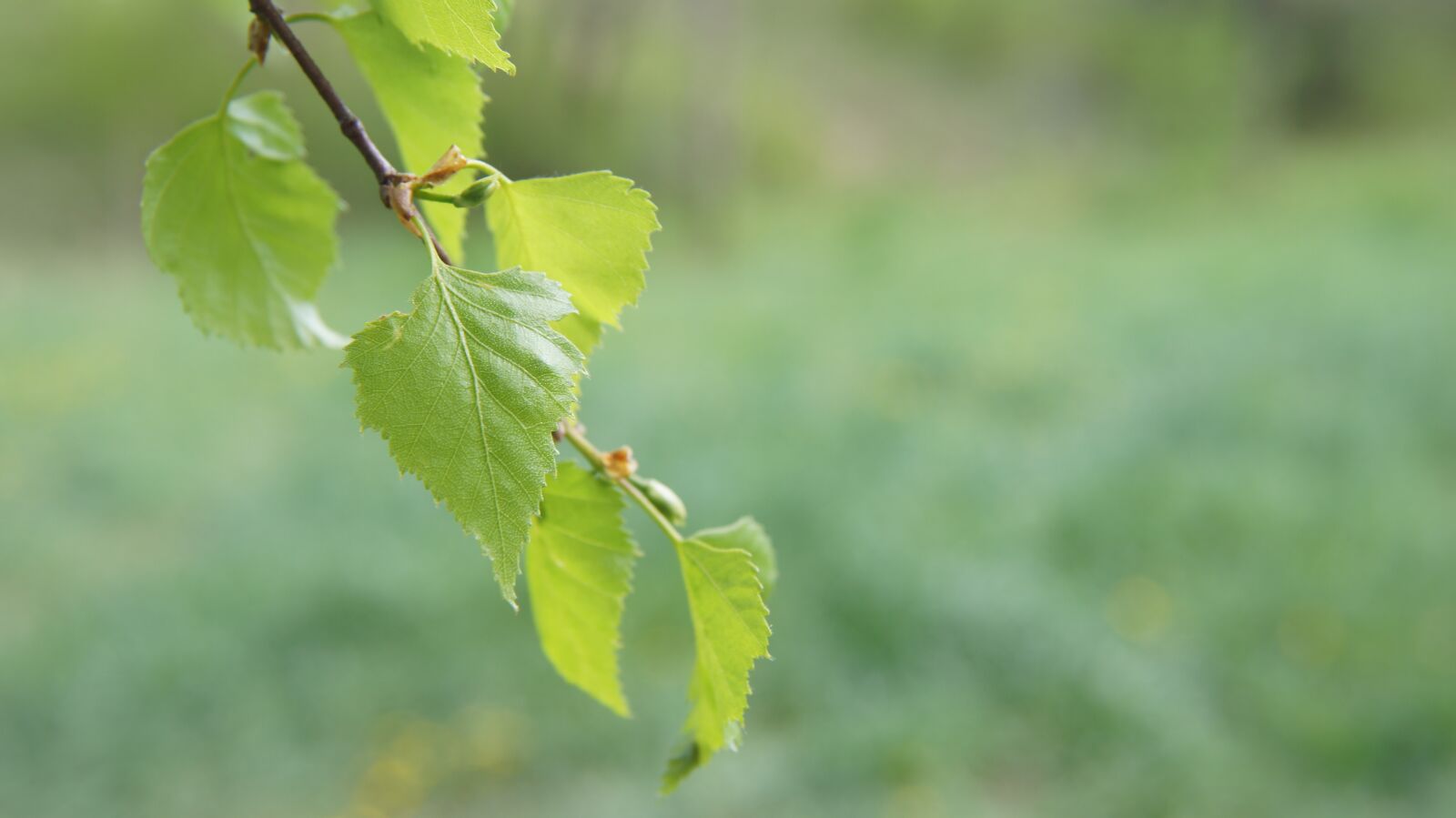 Sony SLT-A55 (SLT-A55V) sample photo. Birch, leaf, nature photography