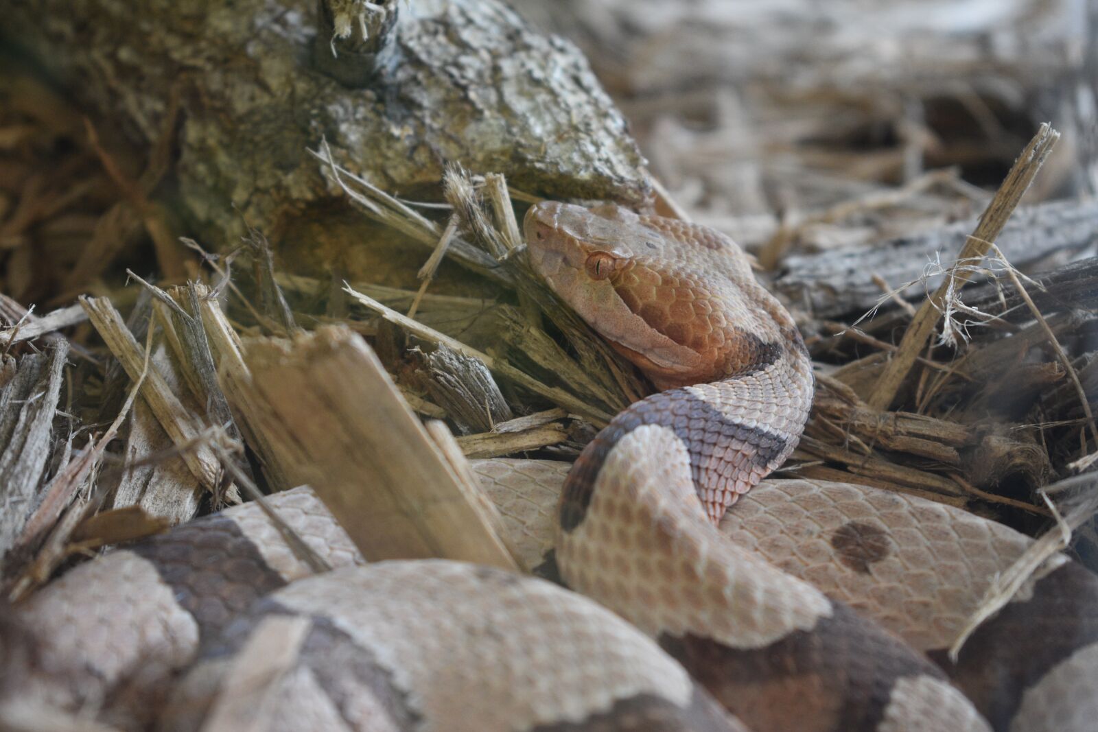 Nikon D3400 sample photo. Snake, reptile, animal photography