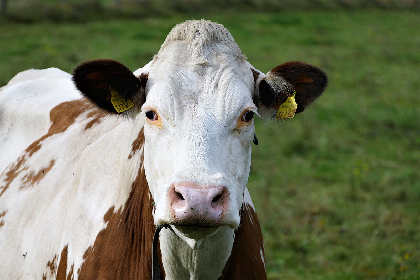 Panasonic Lumix DMC-FZ1000 sample photo. Beef, livestock, simmental cattle photography