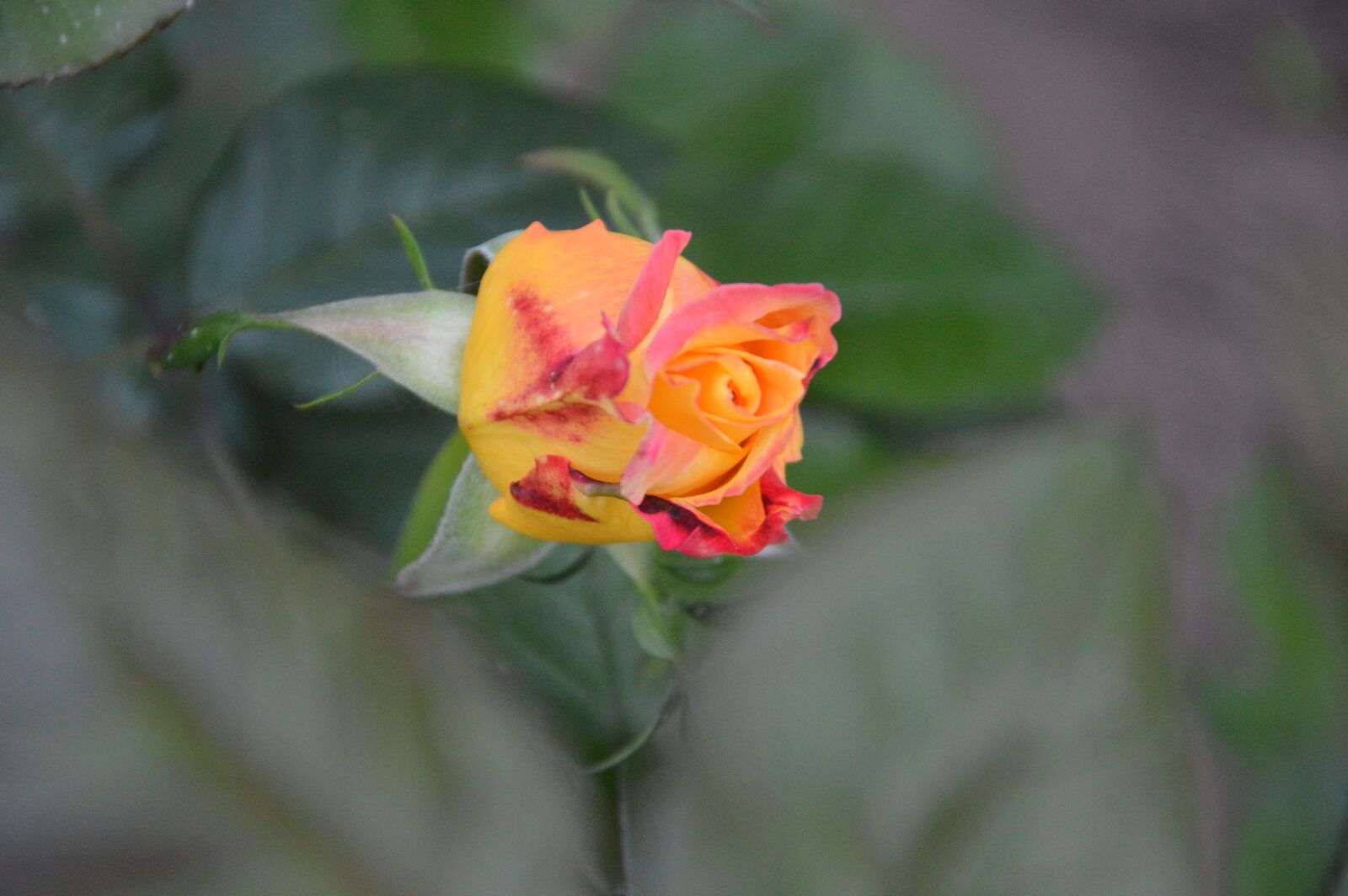 Nikon D3200 sample photo. Rose, macro, flower photography