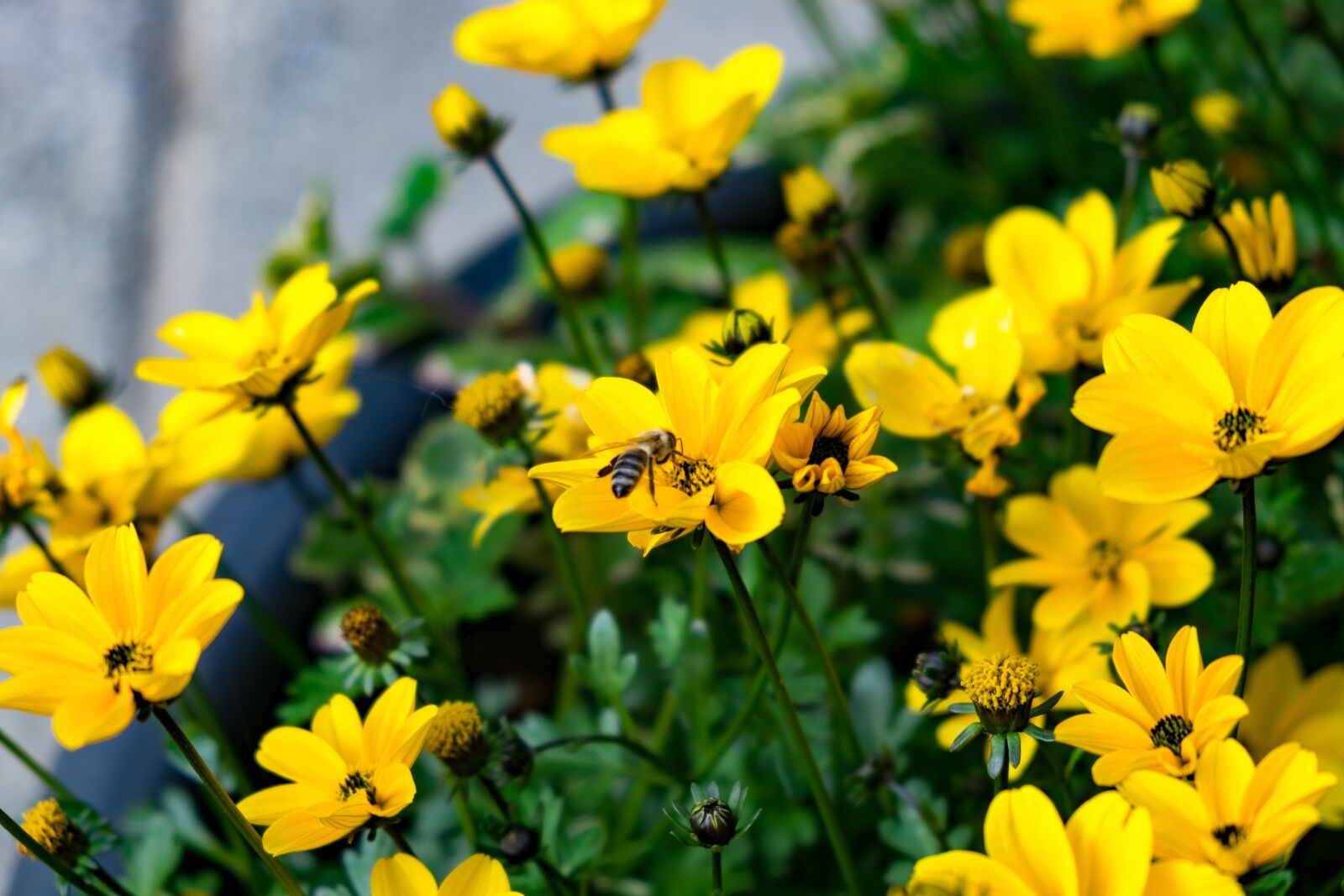 Fujifilm X-T10 sample photo. Flowers, yellow, bee photography
