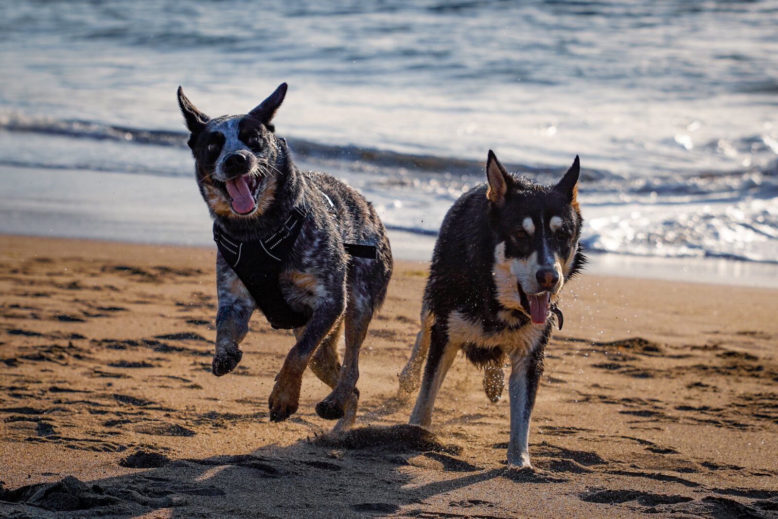 Sony FE 24-70mm F2.8 GM sample photo. Dogs, playing, happy photography