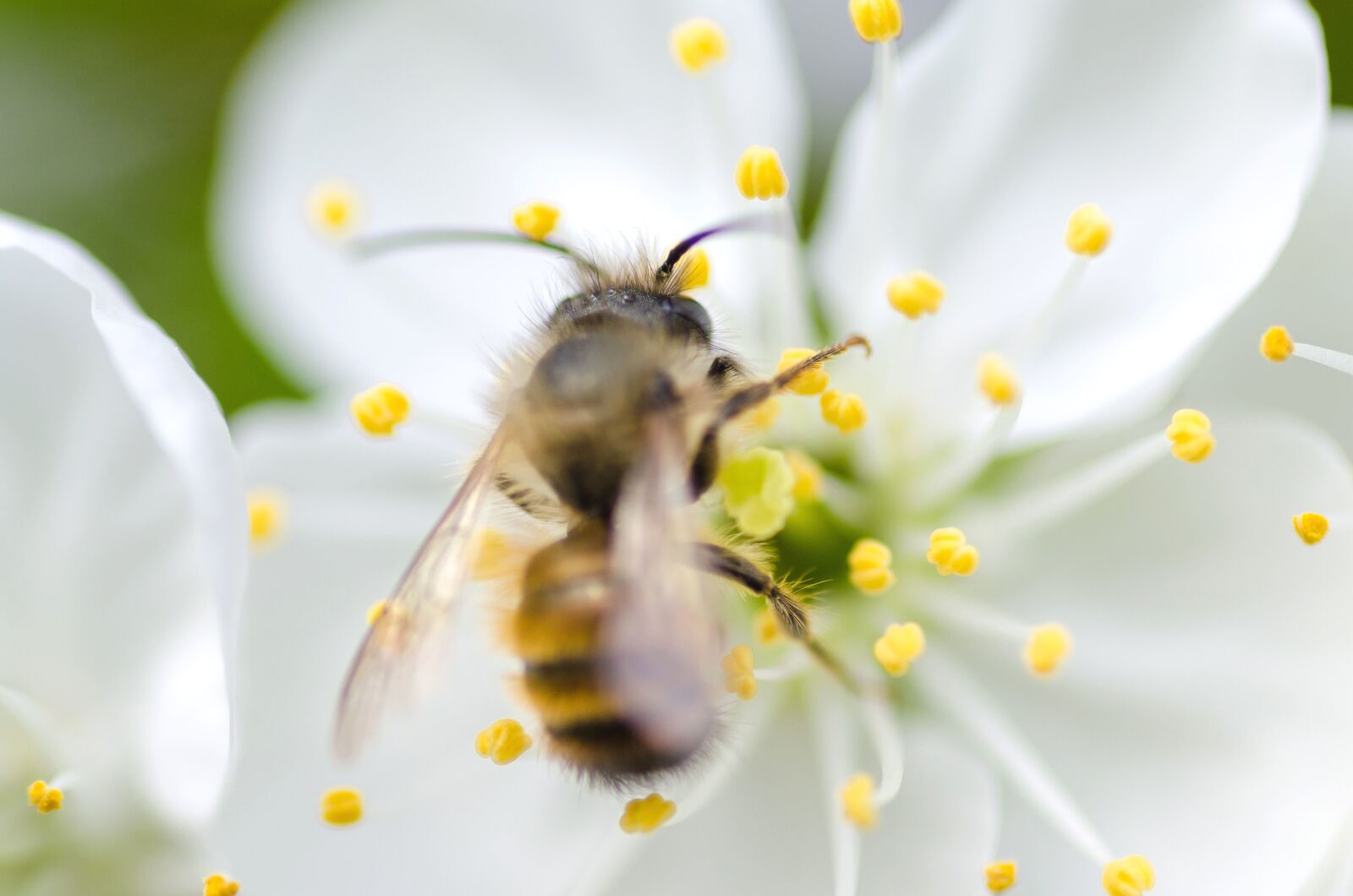 Nikon D5100 sample photo. Flower, focus, antenna, bee photography