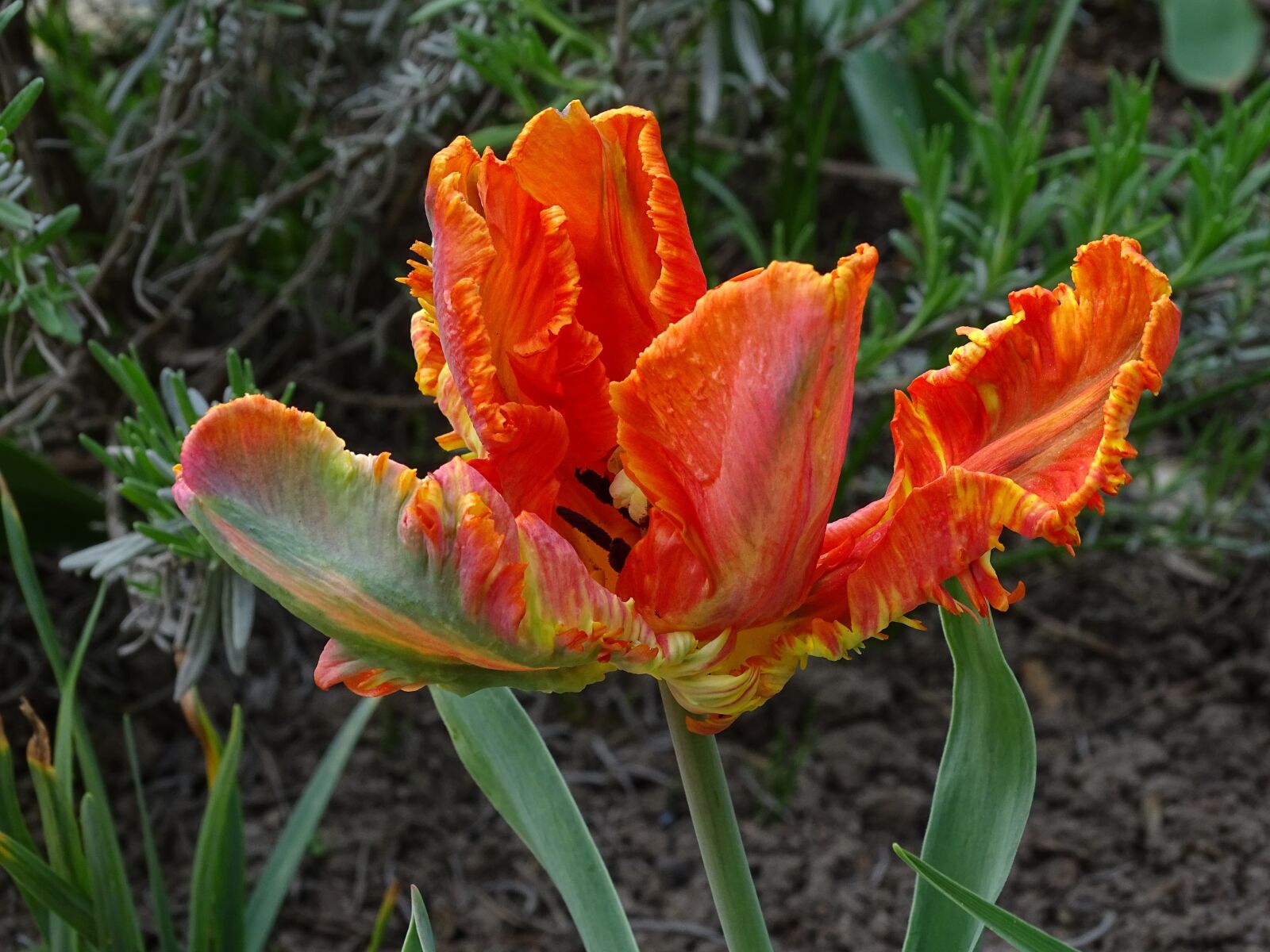 Sony Cyber-shot DSC-HX400V sample photo. Tulip, parrot tulip, orange photography