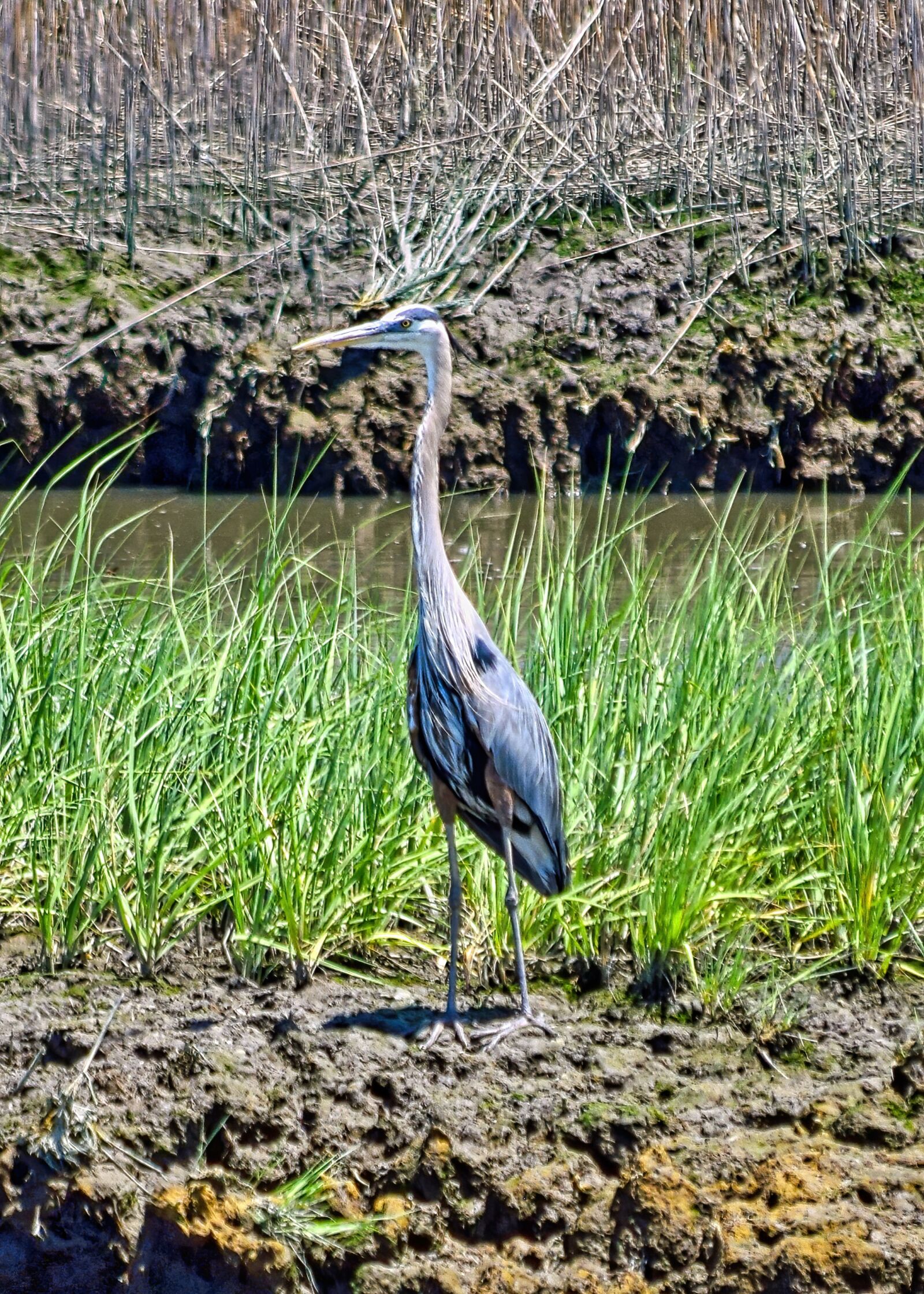 Nikon D3300 sample photo. Heron, marsh, wetland photography