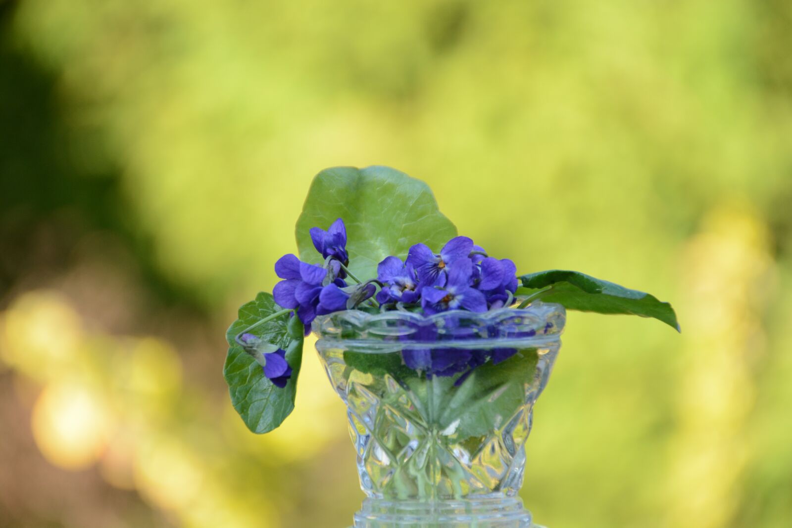 Nikon D7100 sample photo. Violets, flower, violet photography
