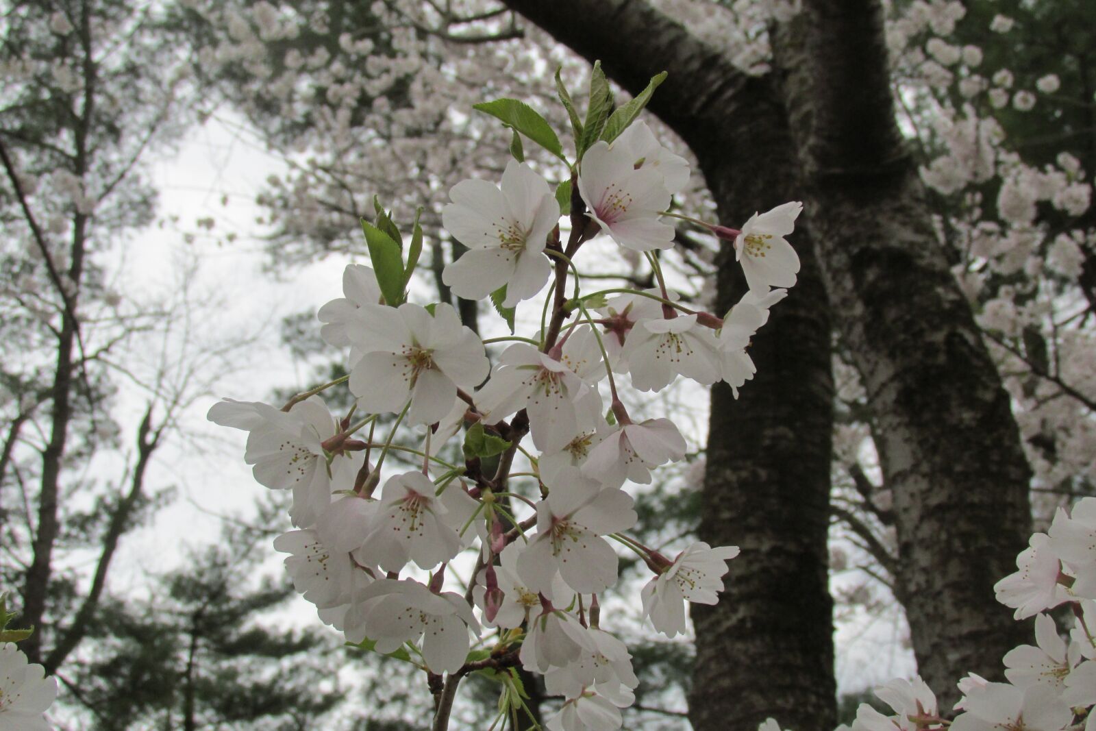 Canon PowerShot SX160 IS sample photo. Cherry, bloom, spring photography
