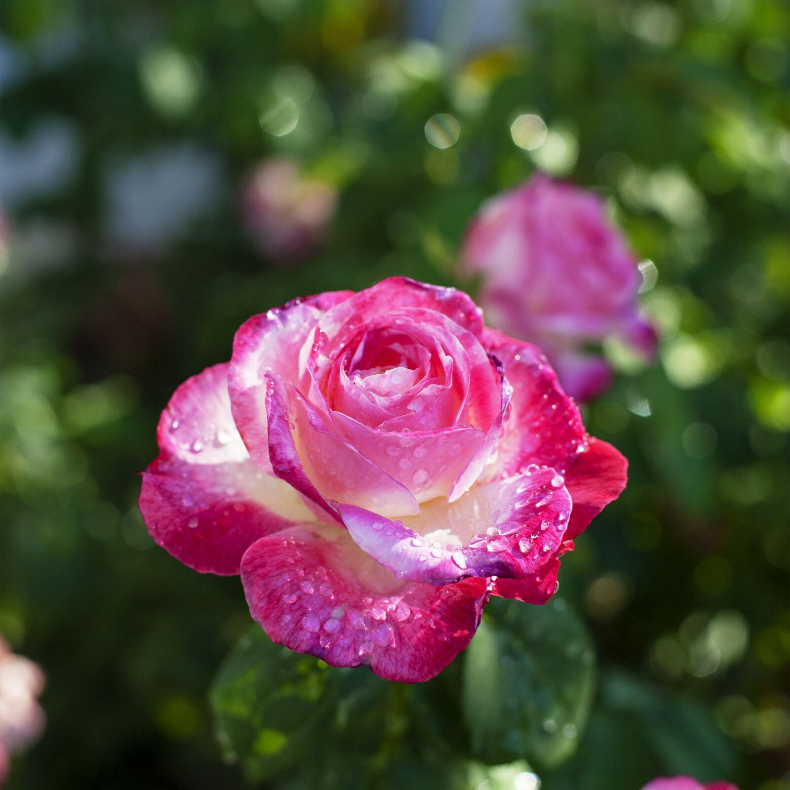 Nikon D700 sample photo. Flower, rose, pink photography