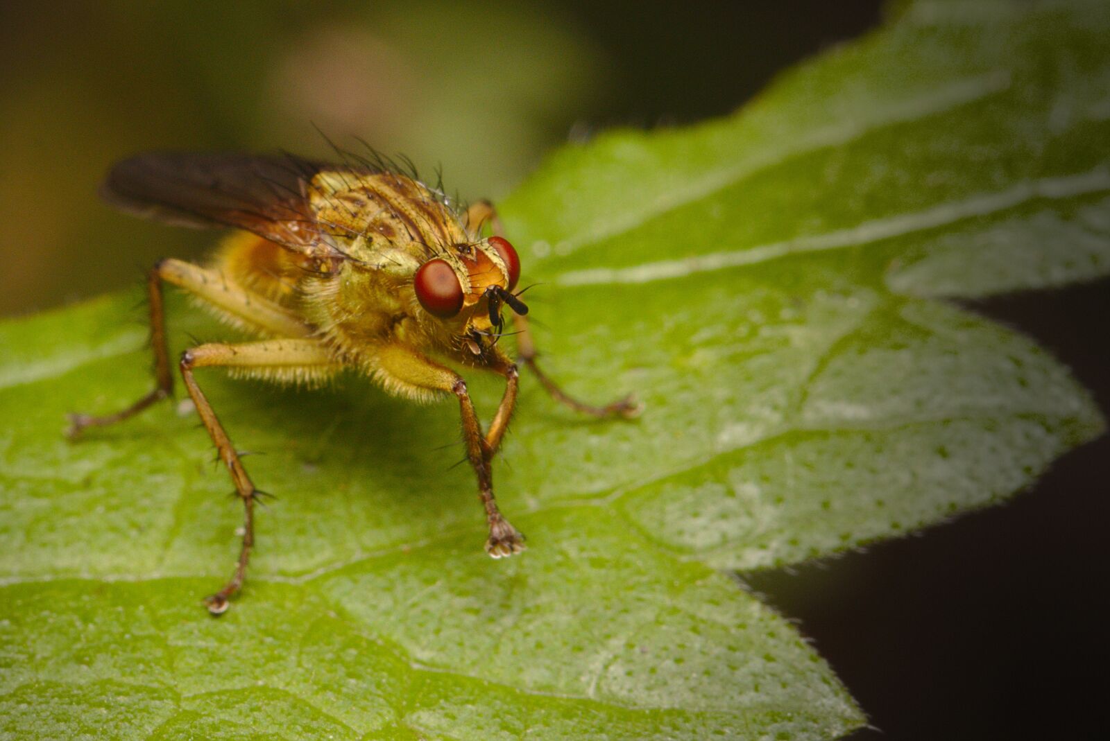 Canon EOS M5 sample photo. Fly, insect, close up photography