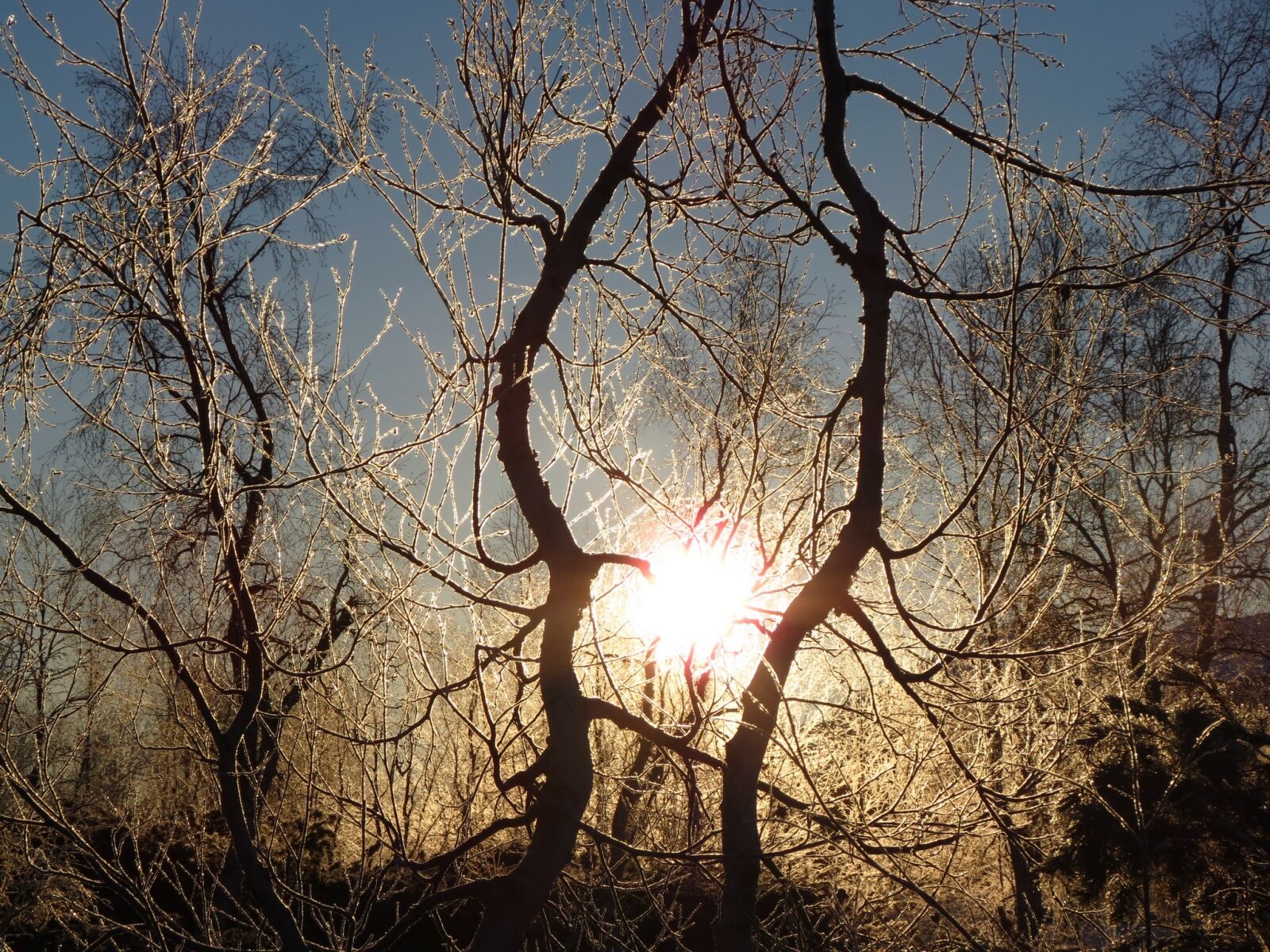 Дерево молчания. Блик солнца на деревьях. Ледяной дождь. Обледенелые деревья в лучах солнца фото.