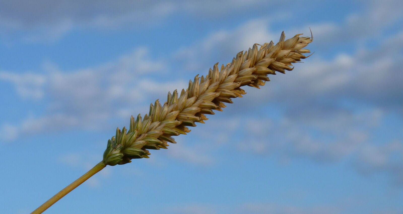 Panasonic Lumix DMC-FZ35 (Lumix DMC-FZ38) sample photo. Ear, grain, wheat photography
