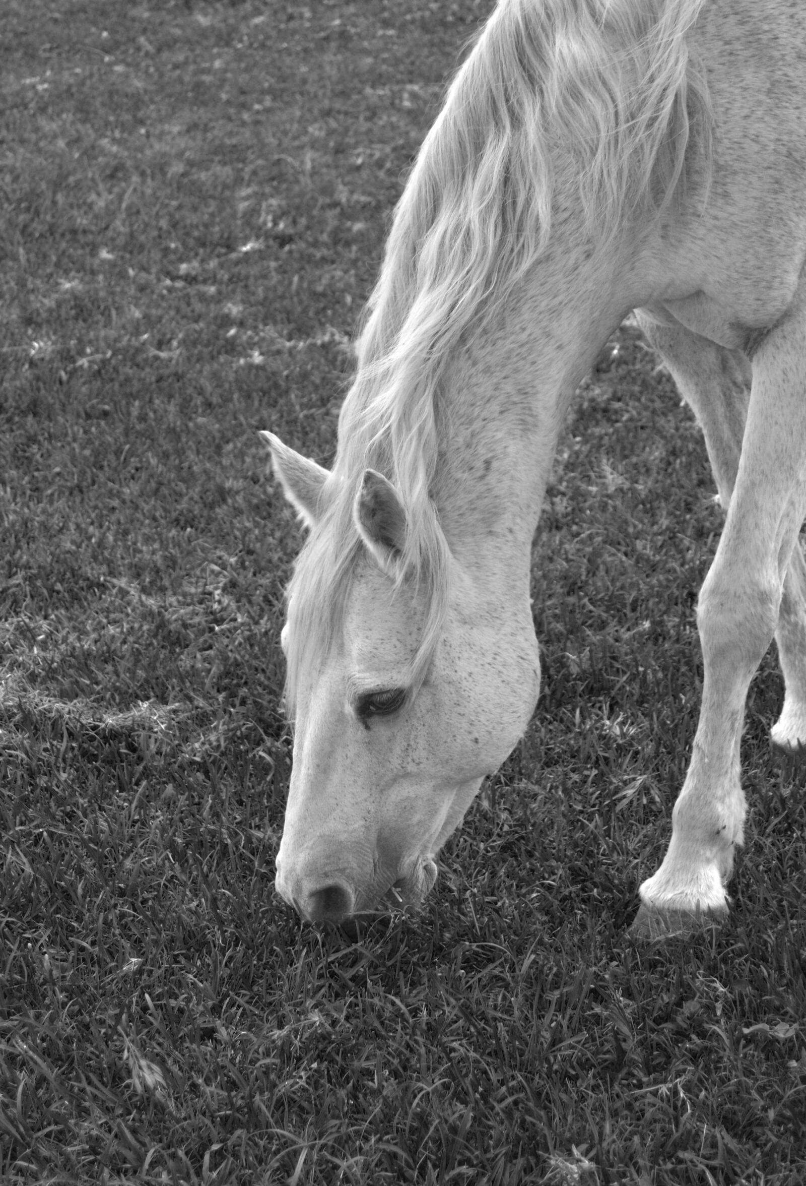 Nikon D3100 sample photo. Horse, black and white photography