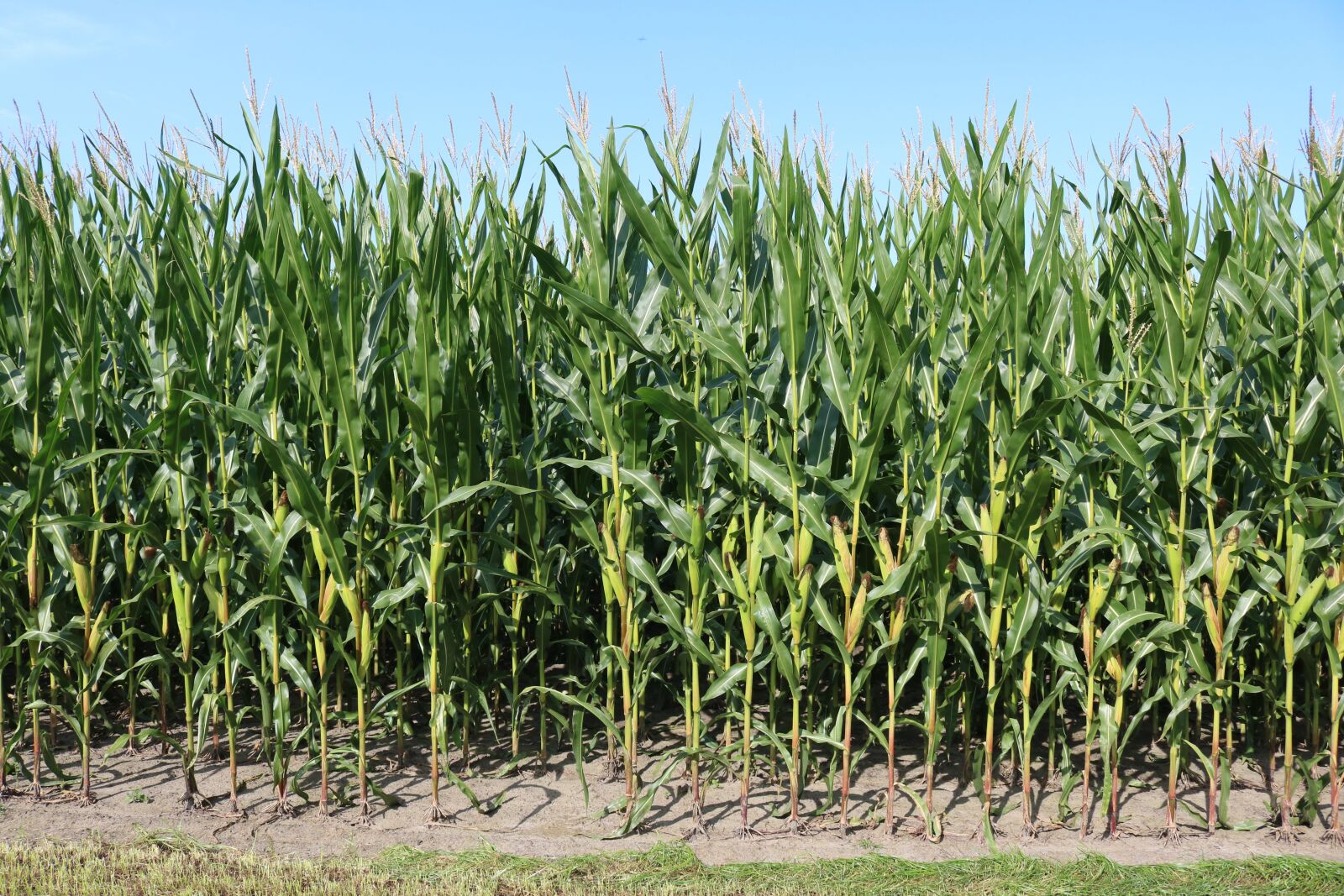 Canon EOS 750D (EOS Rebel T6i / EOS Kiss X8i) sample photo. Fields, corn, agriculture photography