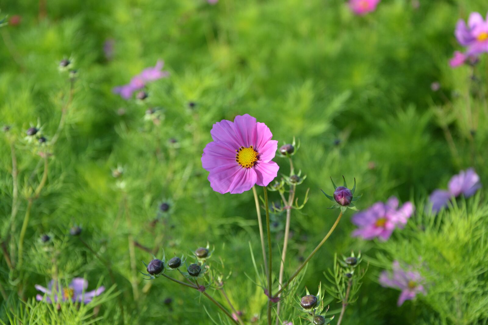 Nikon D5200 sample photo. Flower, flowers, mallows photography