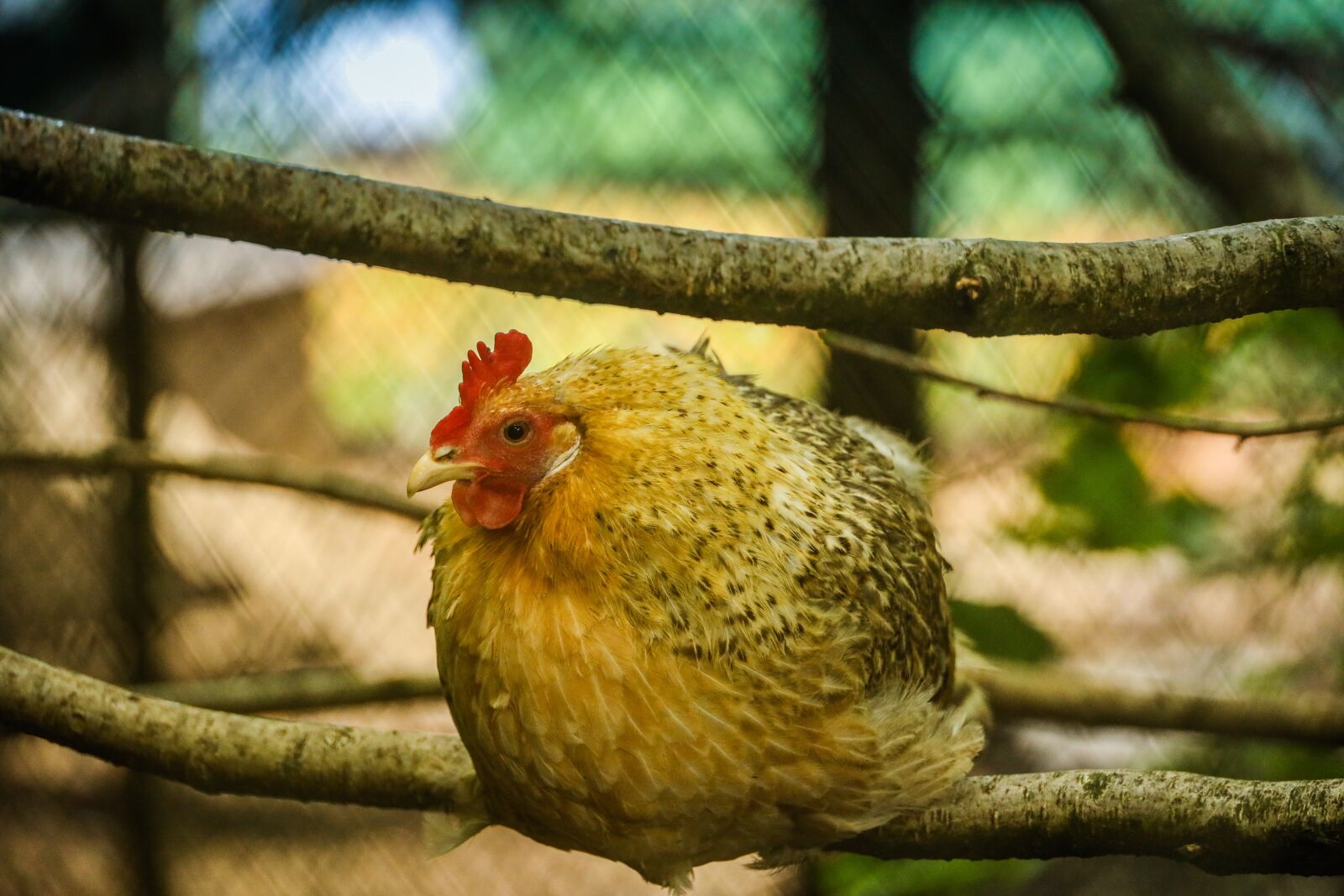 Canon RF 24-240mm F4-6.3 IS USM sample photo. Hen, chicken, bird photography