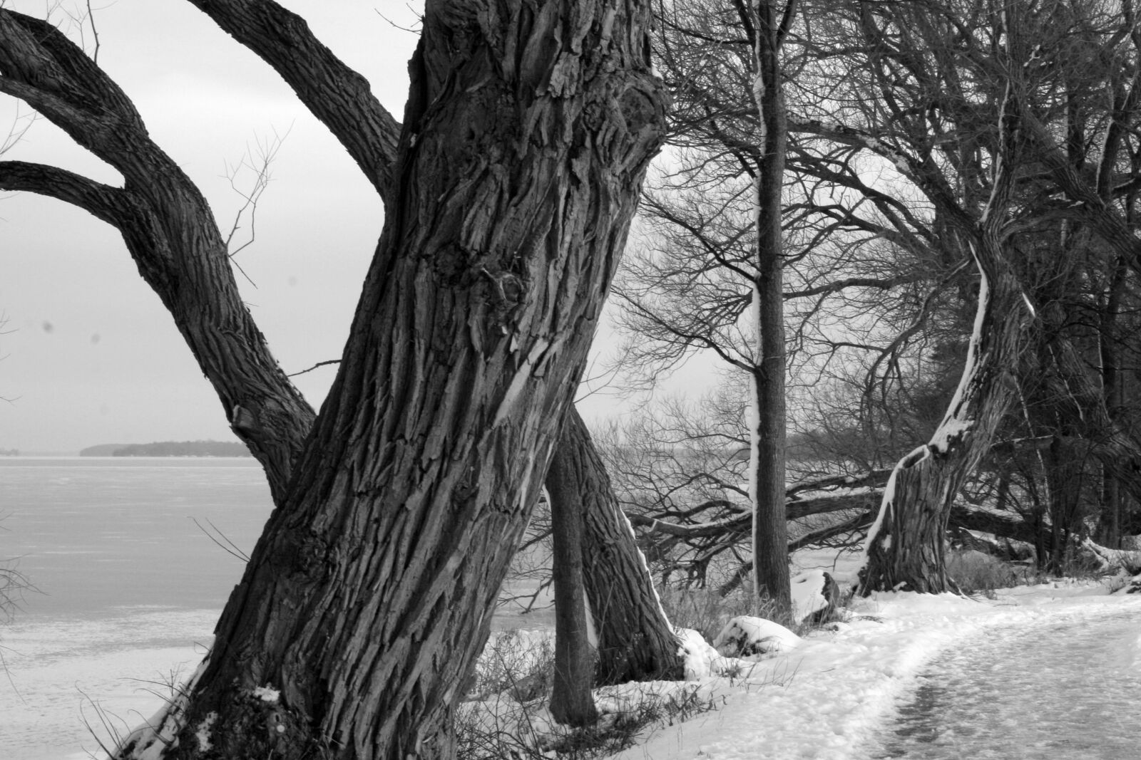 Canon EOS 350D (EOS Digital Rebel XT / EOS Kiss Digital N) sample photo. Winter, tree, lake photography