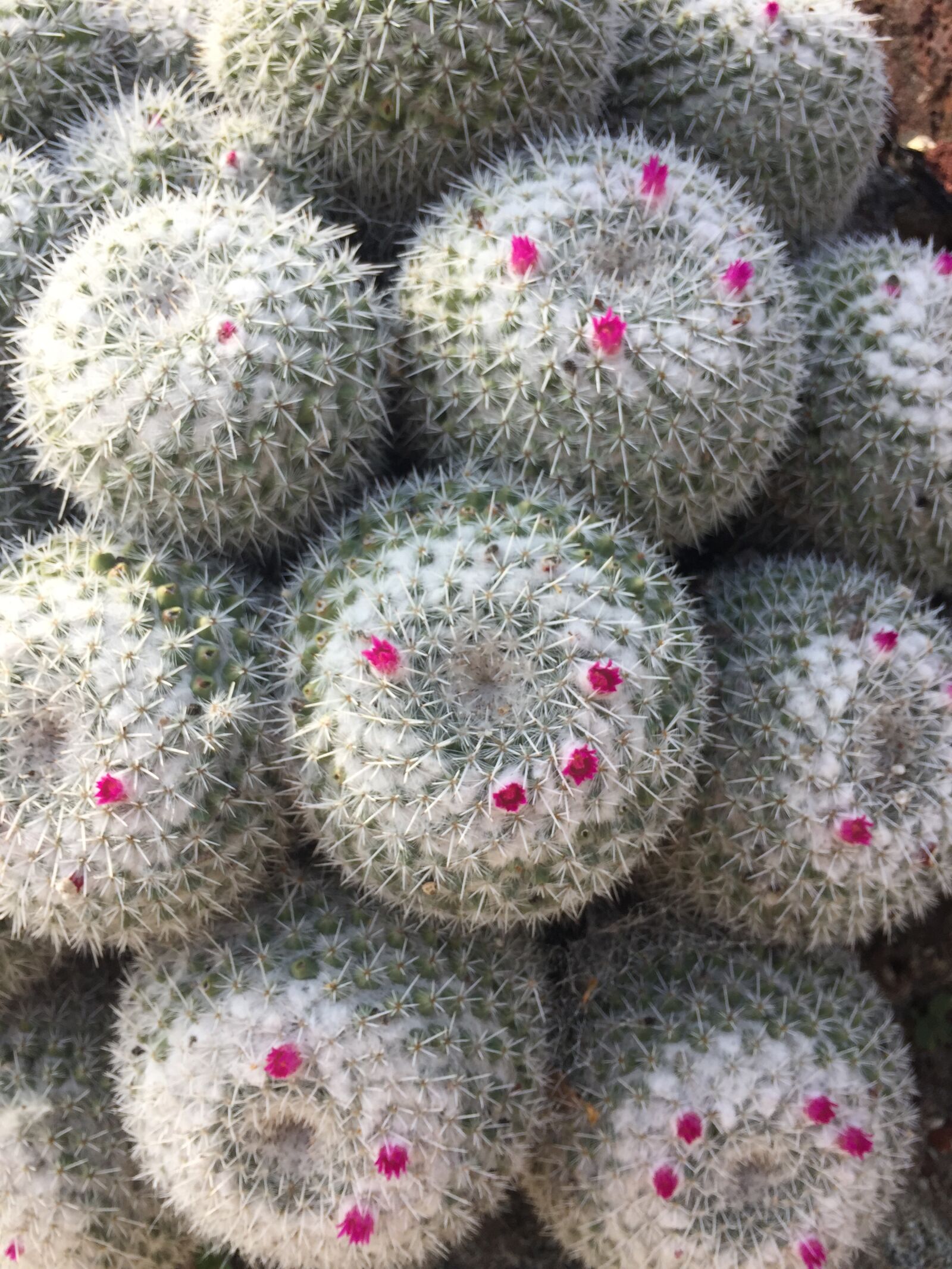 Apple iPhone 6 sample photo. Cactus, succulent, flora photography
