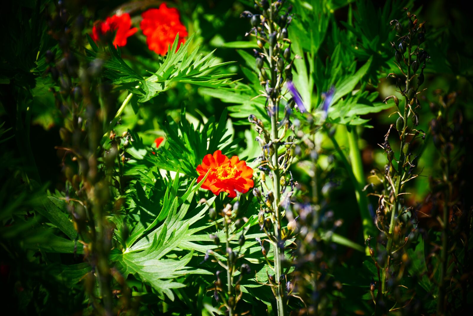 Panasonic Lumix DMC-G85 (Lumix DMC-G80) sample photo. Red, rose, roses photography