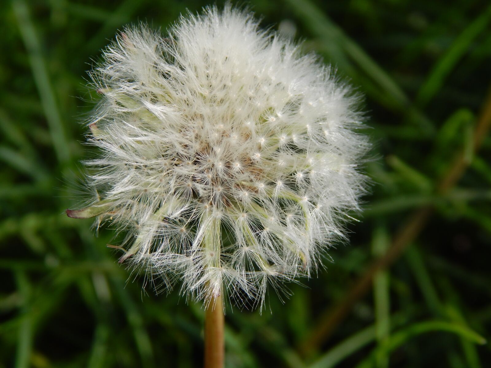 Nikon Coolpix L820 sample photo. Flower, dandelion, chmíří photography