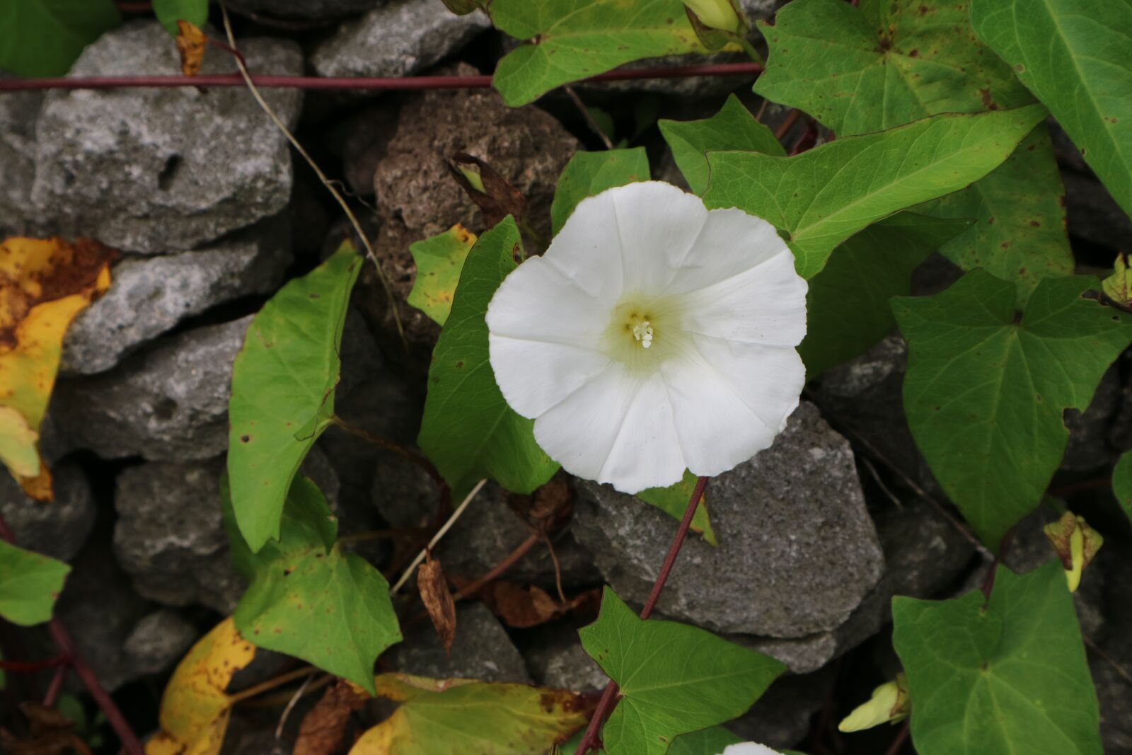 Canon EOS M3 sample photo. Flower, white, white flower photography