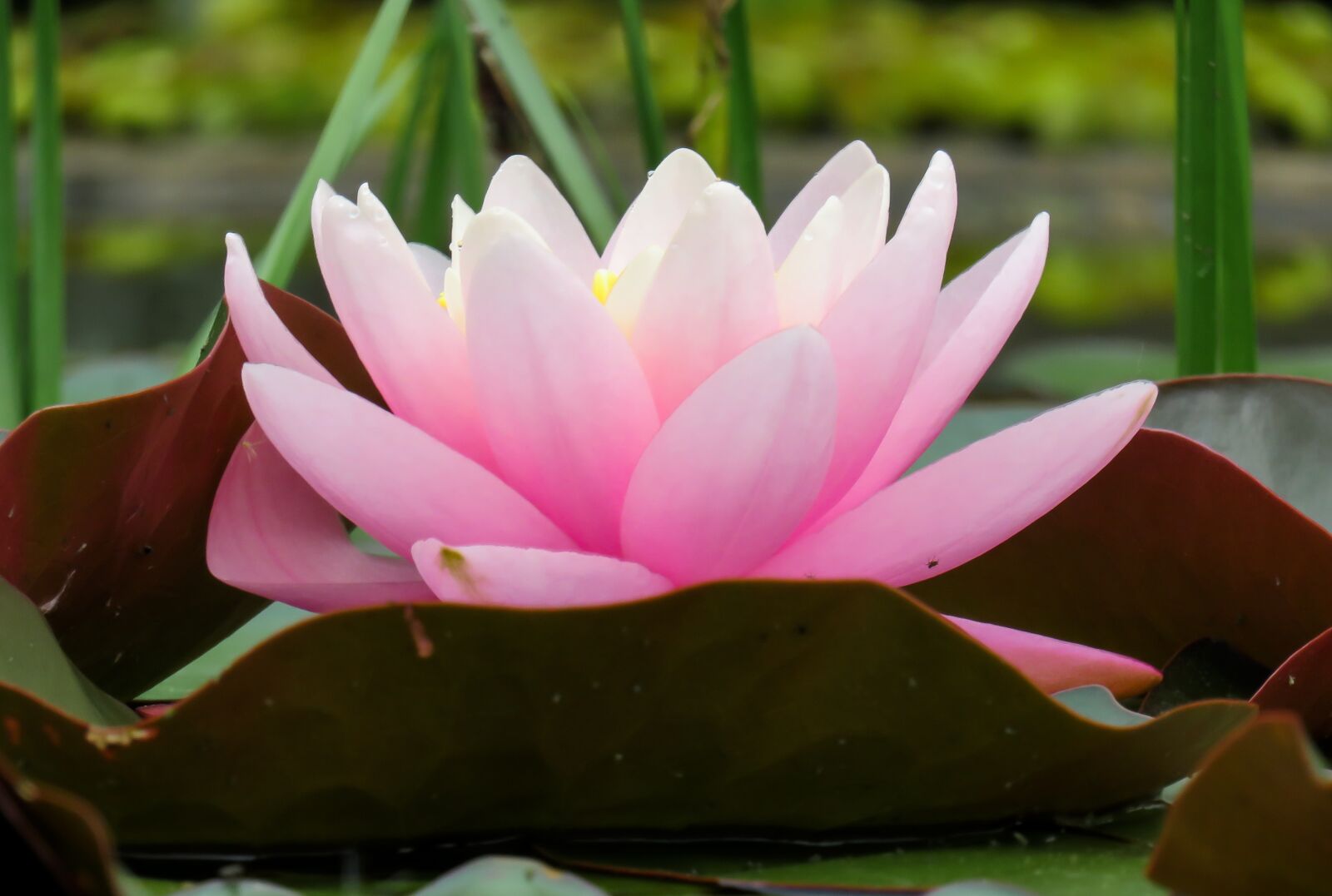 Canon PowerShot SX710 HS sample photo. Water lily, pond, aquatic photography
