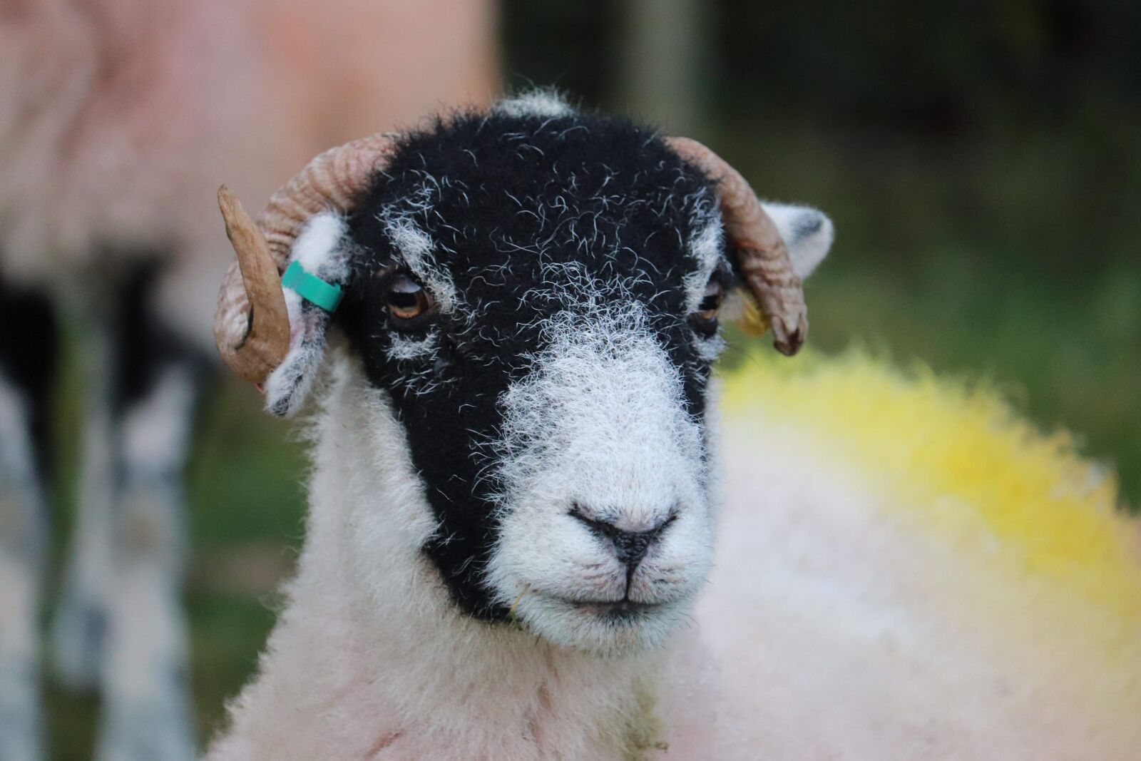 Canon EF-S 55-250mm F4-5.6 IS STM sample photo. Animal, sheep, lamb photography