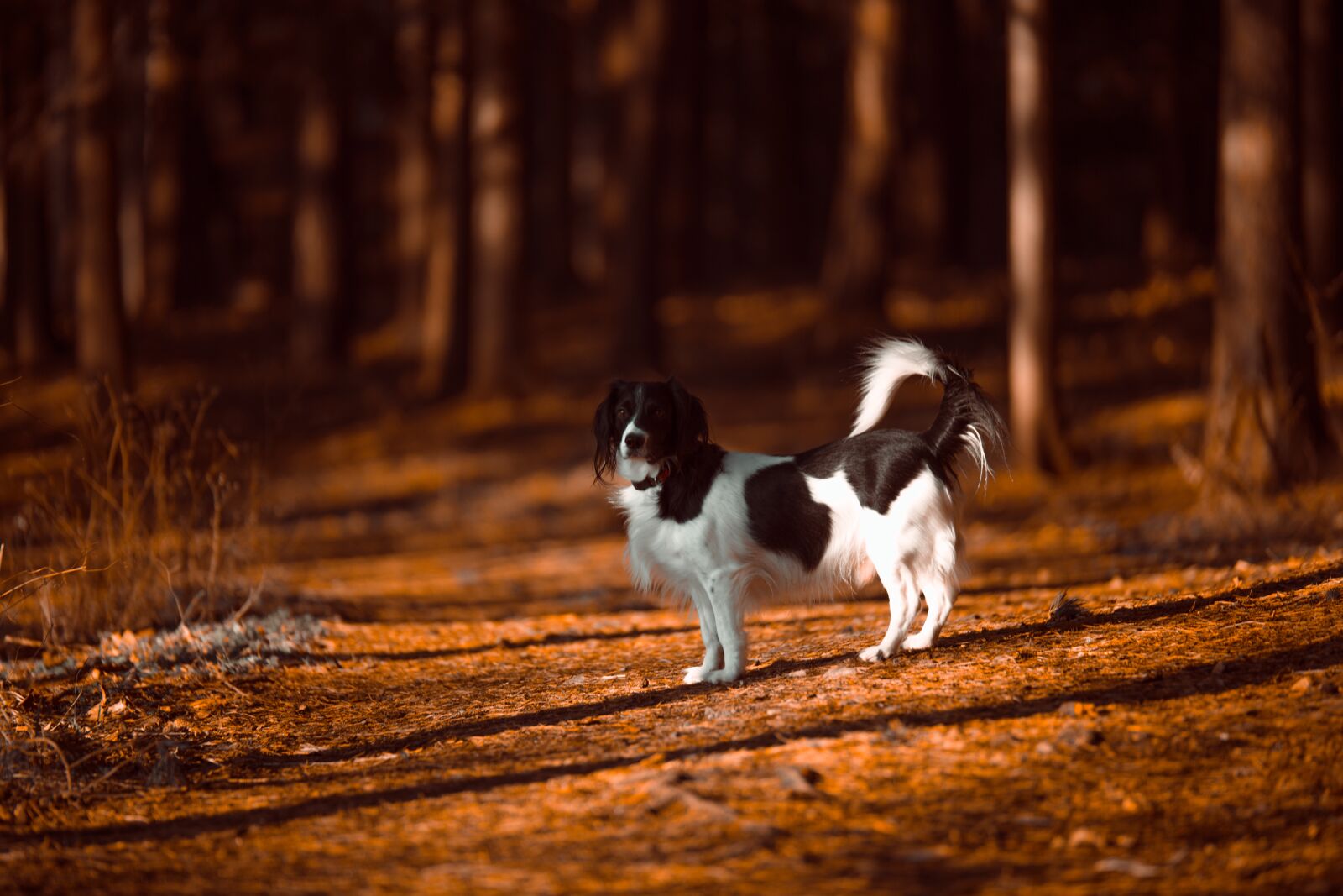 Canon EOS 6D sample photo. Dog, nature, walk photography