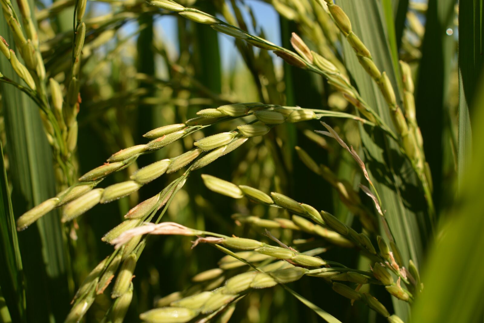 Nikon D7100 sample photo. Rice, the rice, organic photography