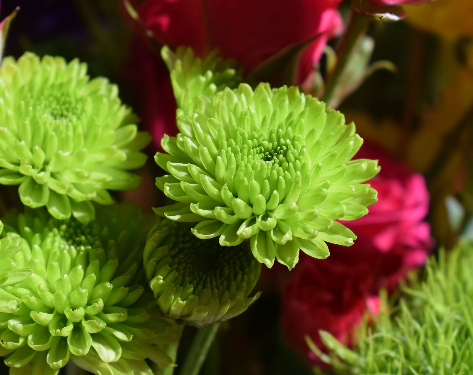 Nikon D3300 sample photo. Green chrysanthemums, chrysanthemum, flower photography