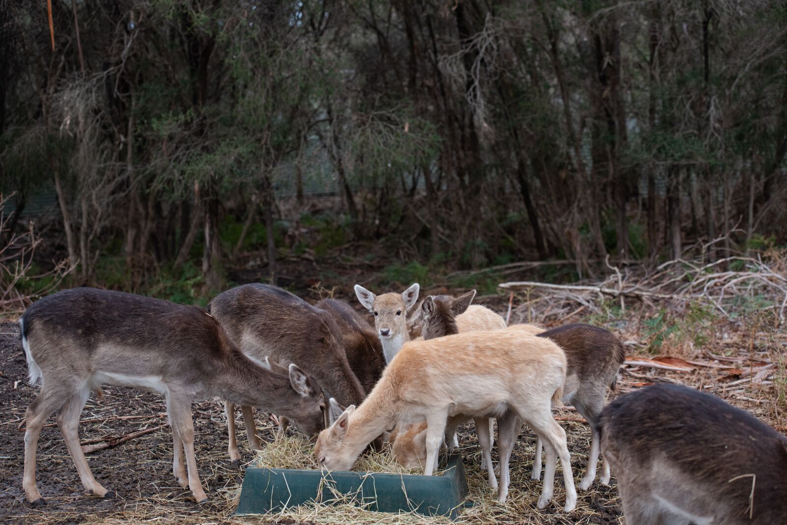 Nikon D750 sample photo. Fallow deer, deer, mammal photography